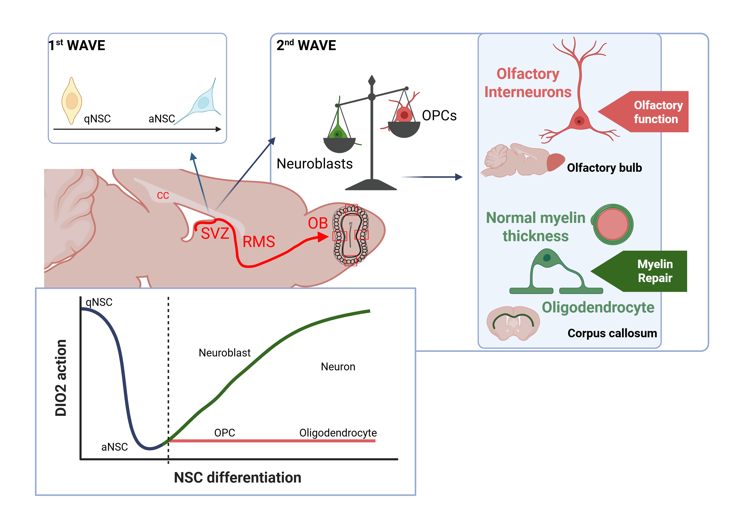 Graphical abstract showing how DIO2 expression evolves along neurogliogenic lineage commitment, as well as the different outputs studied in this work. 