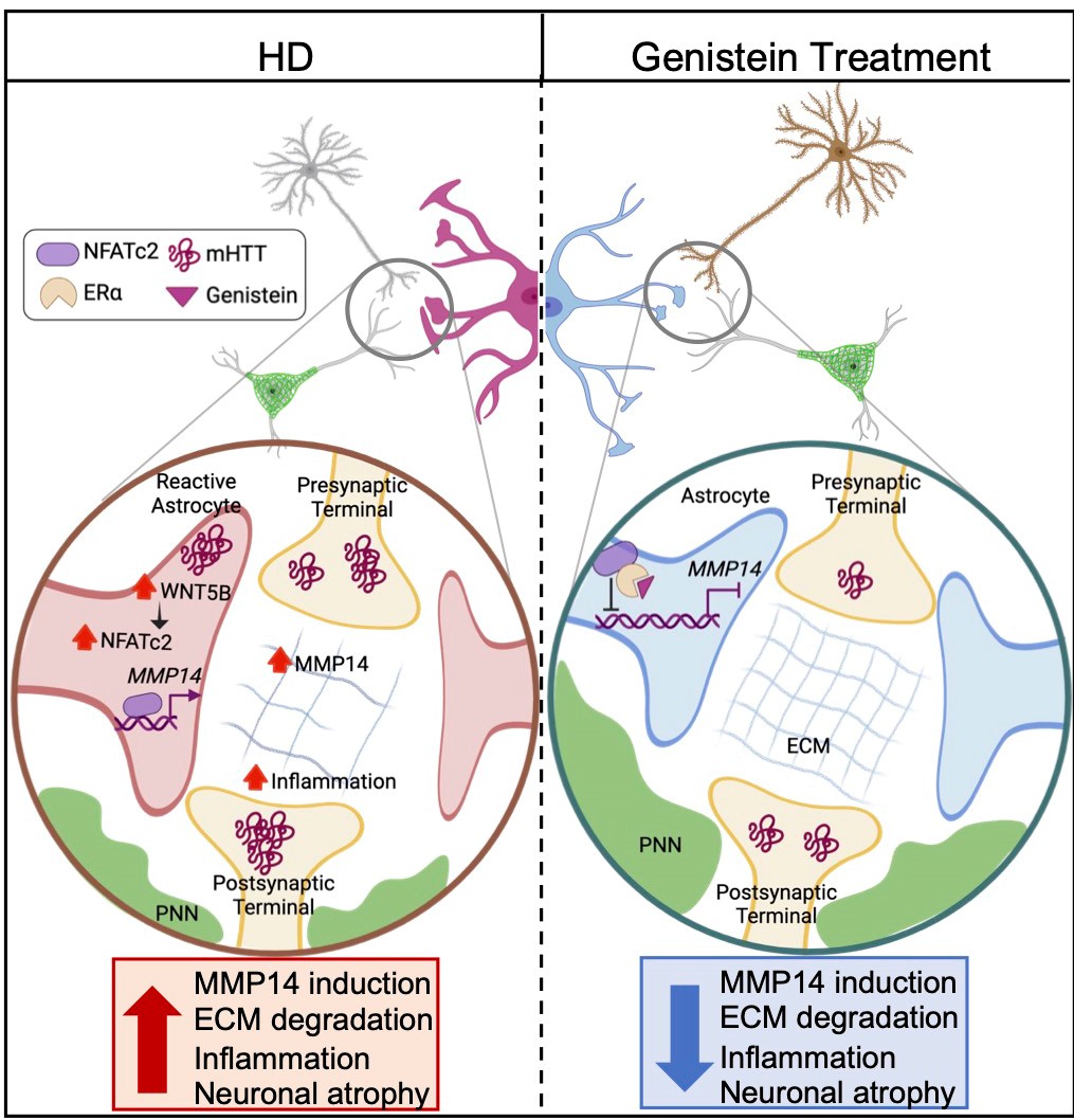 Proposed model illustrating therapeutic modulation of the WNT5B-NFATc2-MMP14 signaling axis. Upregulation of WNT5B by mHTT activates noncanonical WNT signaling via NFATc2, inducing MMP14 transcription in reactive astrocytes. Elevated MMP14 leads to ECM disruption, mHTT aggregation, and MSN damage. Genistein antagonizes NFATc2 activity and suppresses MMP14 expression, thereby mitigating ECM degradation and neurodegeneration in HD. Schematic created with BioRender.com.