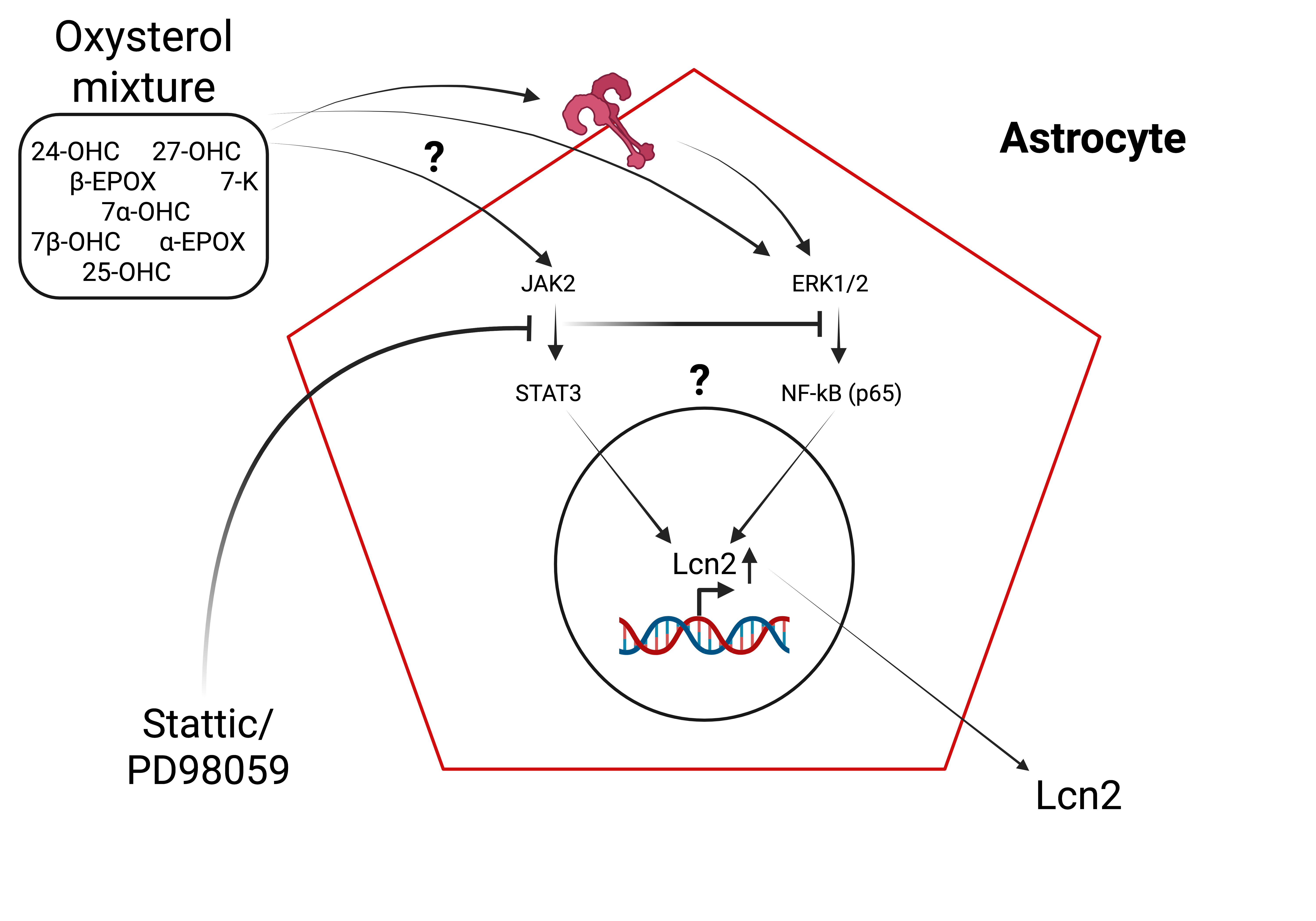 Graphical abstract: Schematic representation of the signalling pathways regulating Lcn2 expression. The oxysterol mixture might trigger JAK2/STAT3 and ERK1/2–NF-κB (p65) signalling cascades, which converge in the nucleus to promote Lcn2 transcription. 