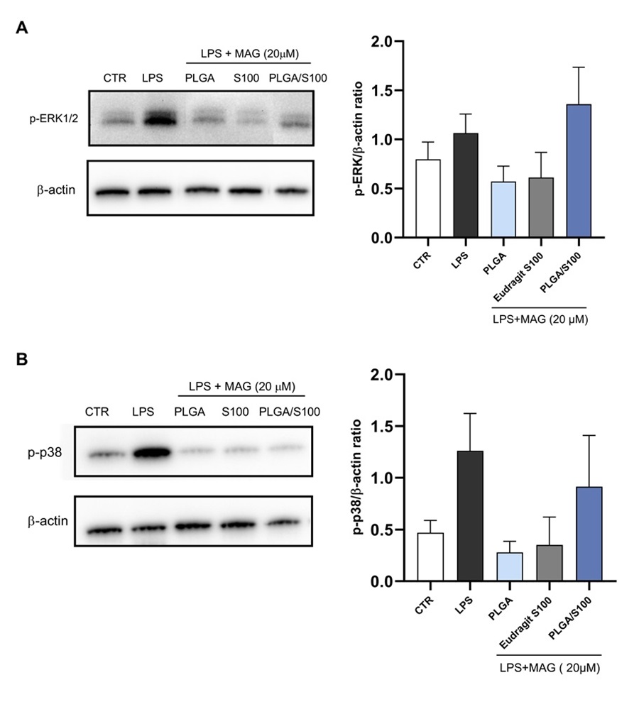 Figure. 2. Effect of magnolol (MAG)-encapsulated nanoparticles on the phosphorylation levels of MAPK pathway in LPS-stimulated peritoneal macrophages. Representative immunoblots and quantitative analysis for p-ERK1/2 (A), and p-p38 (B) in whole cell lysates of LPS-stimulated peritoneal macrophages. Here, β-actin was used as a loading control. n = 3-5 patients with liver cirrhosis. The results are presented as M ± SEM.