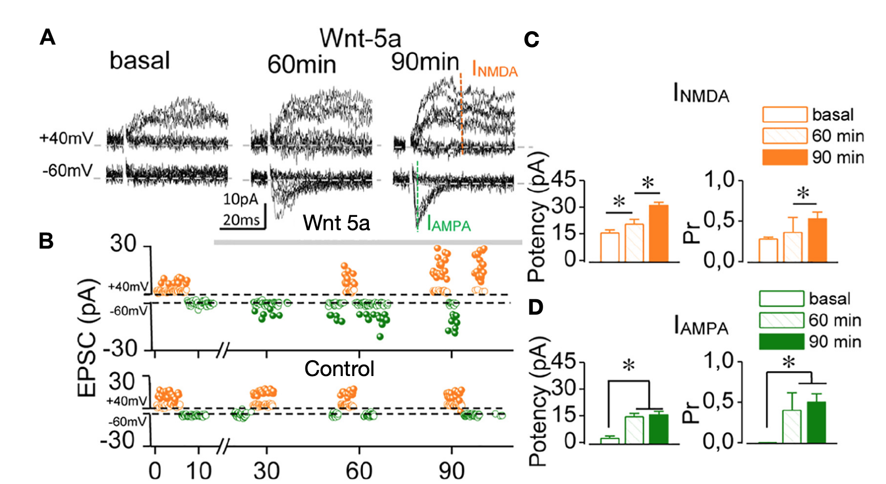 Wnt-5a induces the functional conversion of single silent synapses. (A) Superimposed consecutive meEPSC traces (10 sweeps) recorded at –60 and + 40 mV in a single silent synapse before (basal) and 60 and 90 min after Wnt-5a perfusion. (B) Time course of the changes in meEPSC amplitude corresponding to failures (empty circles) and successes (solid circles), recorded at + 40 mV (orange) and –60 mV (green) of Hp in the presence of Wnt-5a (upper panel) and ligand-free control (lower panel). Note that from 30 min with the ligand some IAMPA begin to appear. (C, D) The average change in synaptic potency and the Pr at baseline and after 60 and 90 min of Wnt-5a at + 40 mV (orange bars) and –60 mV (green bars).