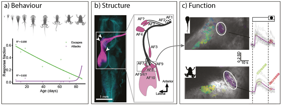 a) Frog behavioural changes across development. Escape behaviour declines, while prey capture appears. B) Retinal ganglion cells project to distinct arborization fields in the frog brain. c) The same brain areas respond differently to bright light and looming stimuli in tadpolves versus frogs. 