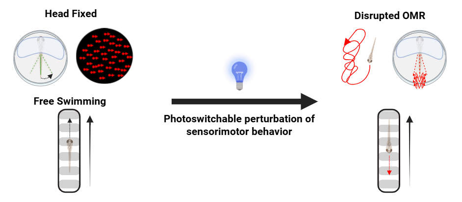Graphical abstract showing two experimental setups for zebrafish optomotor response. Left: head-fixed larva in a petri dish with visual stimulus (moving red dots) and free-swimming larva in an elongated well with black-and-white stripes. Center: a blue light bulb representing photoswitchable Carbadiazocine. Right: both setups show disrupted behavior with erratic swimming paths and misalignment with the visual stimulus, labeled as ‘Disrupted OMR’