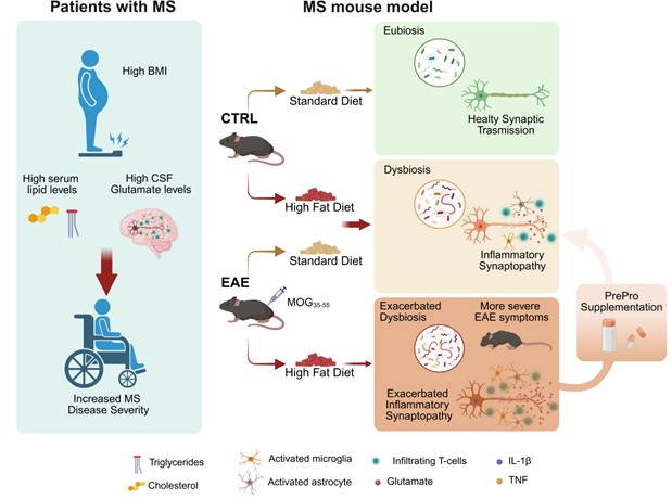 In MS and EAE, HFD worsens motor deficits and glutamatergic synaptopathy. Even in non-autoimmune conditions, HFD triggers microbiota dysbiosis as well as T cell overactivation and migration leading to neuroinflammation and glutamatergic synaptic impairments similar to those observed in EAE. Prebiotics and probiotics supplementation ameliorates both HFD-induced EAE motor symptoms and synaptic damage by reducing T cell dynamics from the periphery to the brain.