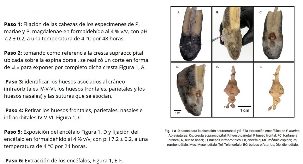 Figure 1. Step-by-step neurocranial dissection and brain extraction in Prochilodus spp., showing cranial bone removal, encephalon exposure, and final brain isolation. Scale bar = 1 cm.