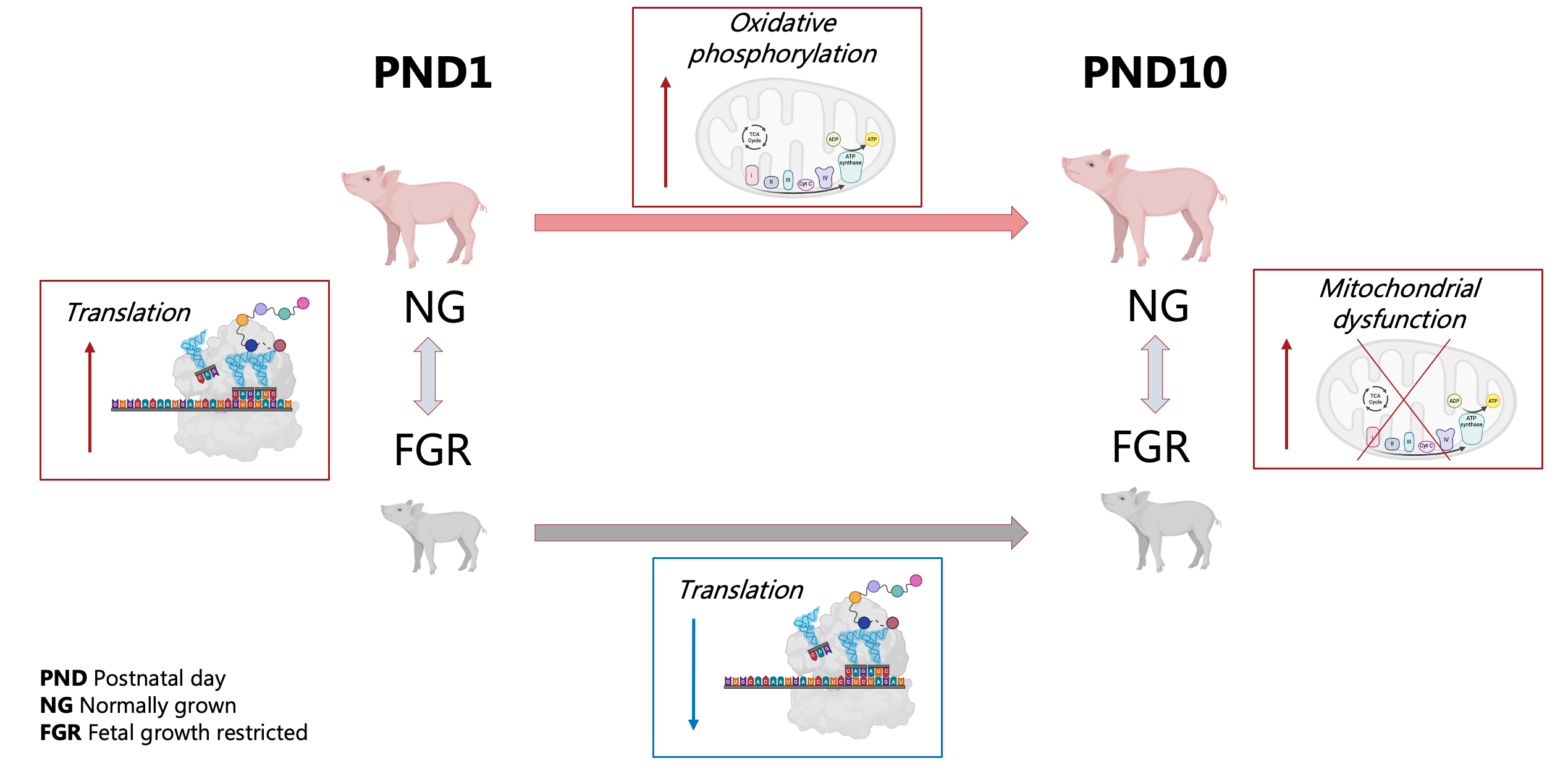 Schematic summarizing proteomic differences between NG and FGR piglets at PND1 and PND10. NG piglets show a developmental increase in oxidative phosphorylation–related proteins, while FGR piglets display increased ribosome-related proteins at PND1 followed by reduced ribosomal and mitochondrial protein abundance by PND10.