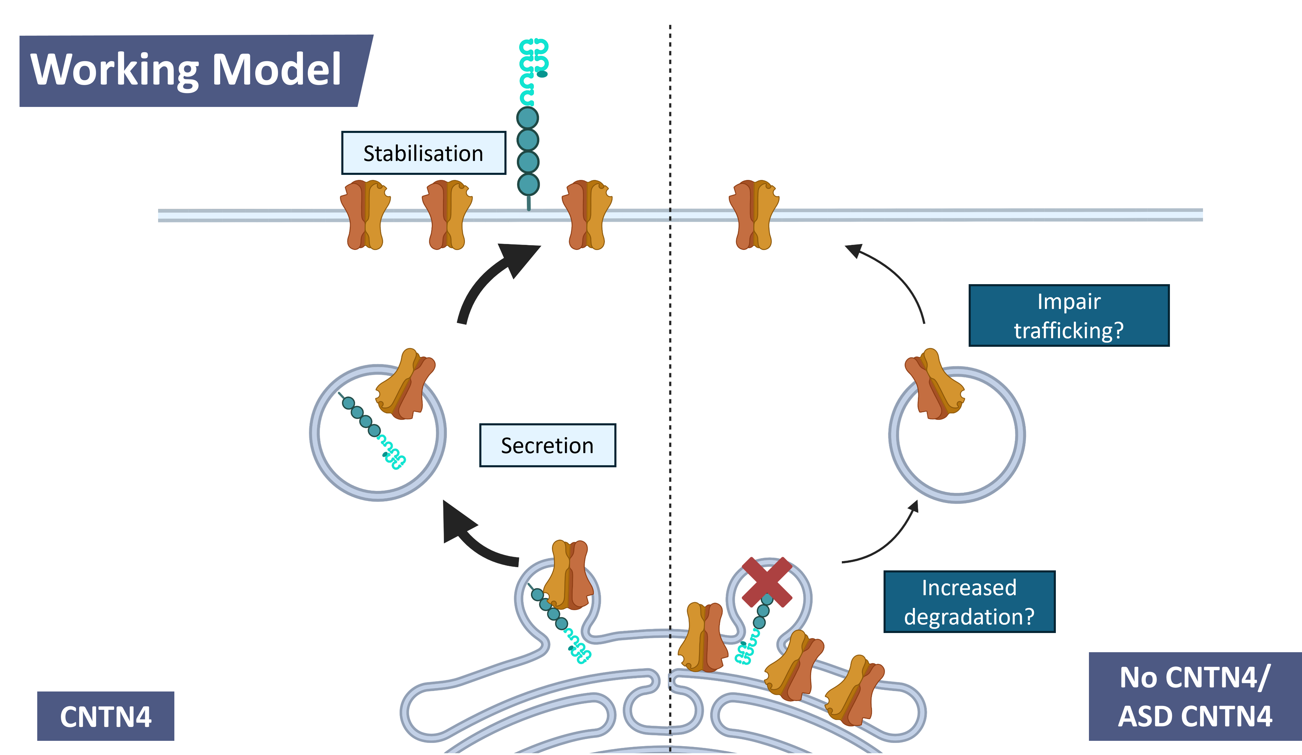 working model of CNTN4 and AMPAR mechanism