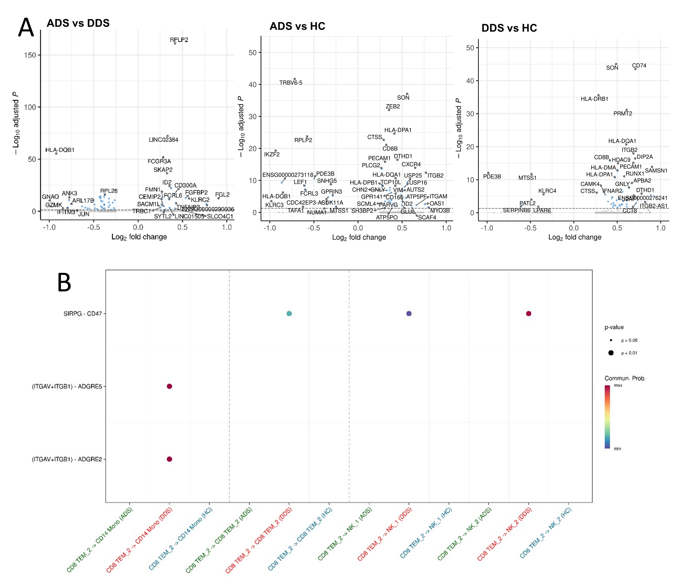 Figure 1. (A) Volcano plot displaying differentially expressed genes in CD8TEM2 cells comparing aDS vs dDS, aDS vs HC and dDS vs HC. The y-axis represents the −log10 adjusted p-value, and the x-axis indicates the log2 fold change. Significantly differentially expressed genes are depicted in blue (adj. p < 0.05), whereas gray circles represent non-significant genes. (B) Dot plot displaying the interaction strength of significant ligand–receptor pairs signaling from CD8TEM2 cells to CD14 monocytes, NK1, and NK2 cells, stratified by aDS, dDS, and HC. Abbreviations: aDS: asymptomatic AD in DS; dDS: AD dementia in DS; HC: healthy controls.