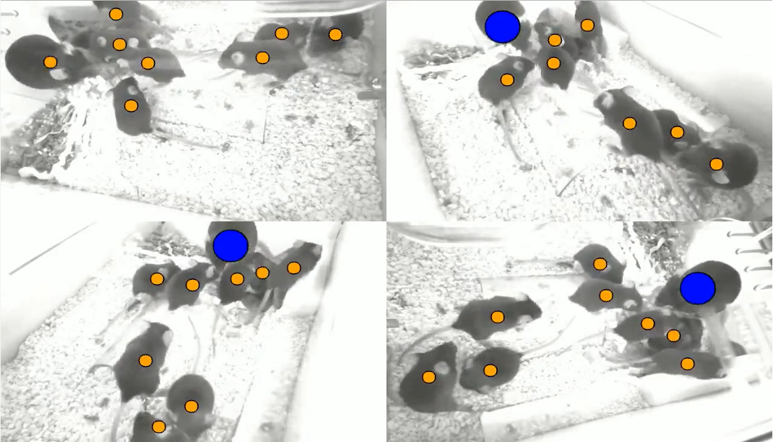 A 4-camera view with pups marked in orange and the dam in blue