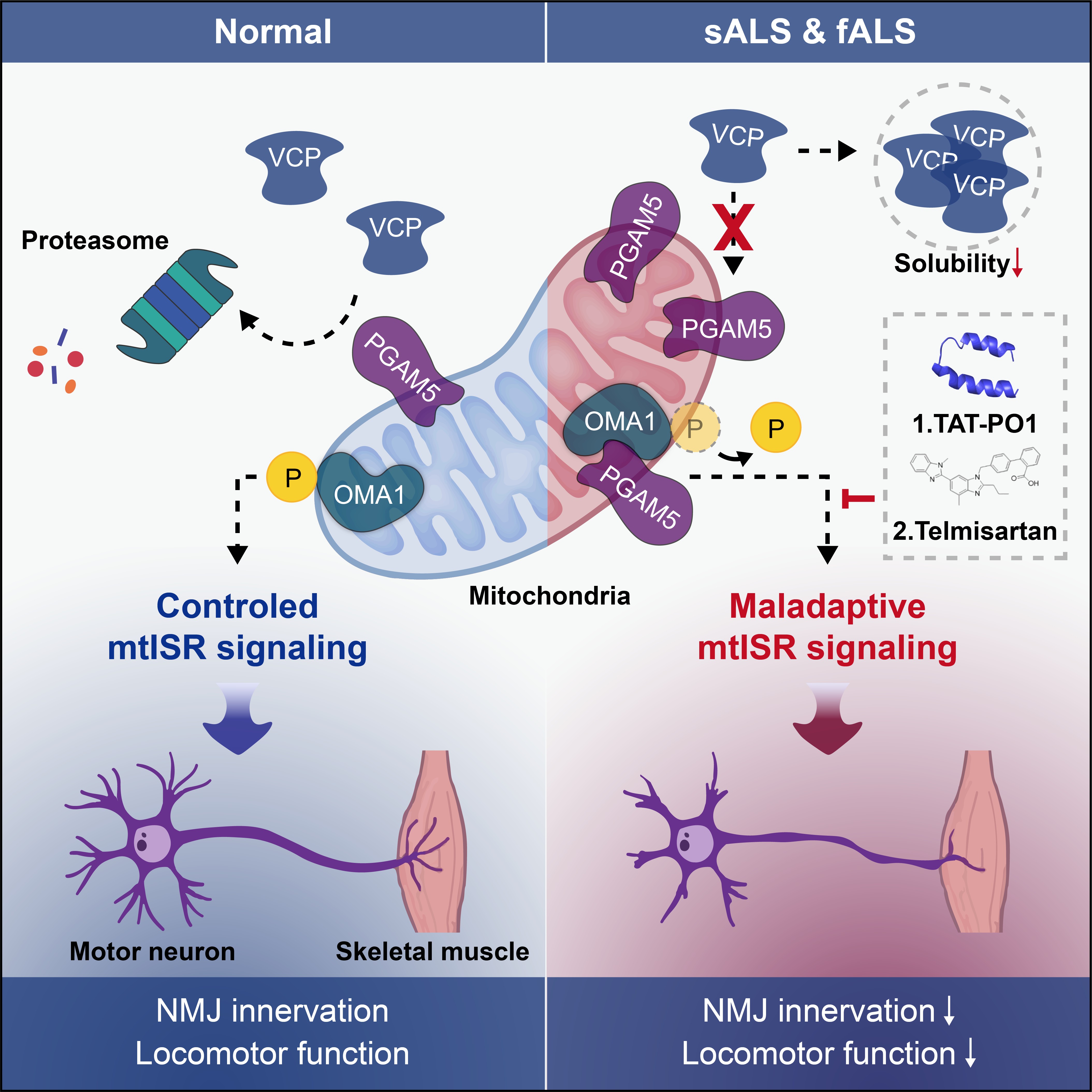 Left side (healthy state): PGAM5 interacts with OMA1 on mitochondria to activate controlled mitochondrial integrated stress response (mtISR), sustaining neuromuscular junction and normal motor activity. As a VCP substrate, PGAM5 undergoes normal degradation. In contrast, the right side shows what goes wrong in both sporadic and familial ALS, reduced VCP solubility impairs PGAM5 degradation, casuing excessive PGAM5-mediated OMA1 dephosphorylation, which leads to abnormal mtISR, neuromuscular junction dysfunction and motor deficits. TAT-PO1 (disrupts PGAM5-OMA1 interaction) or telmisartan (pharmacologically inhibits PGAM5) suppresses mtISR and ameliorates ALS-related phenotypes by reshaping mtISR outputs.