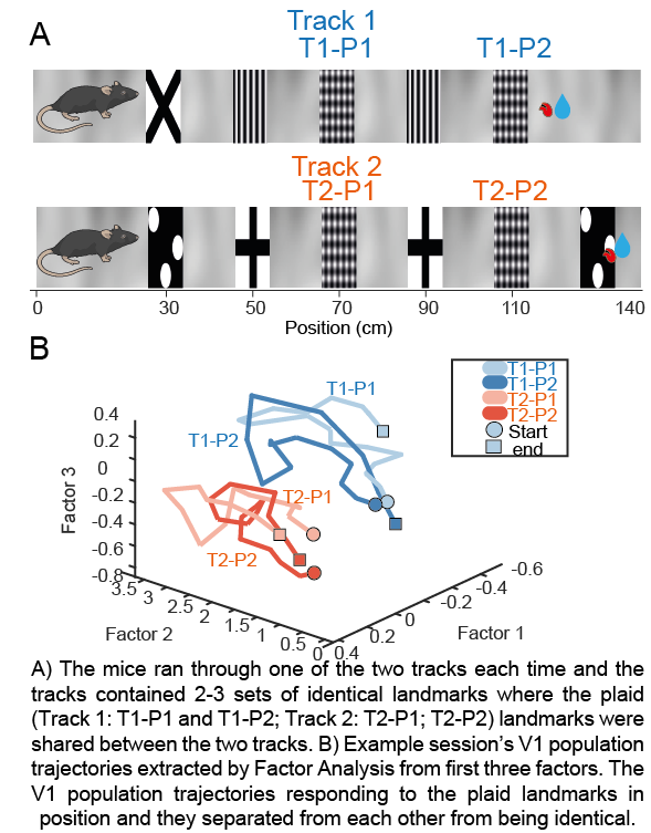 A) The mice ran through one of the two tracks each time and the tracks contained 2-3 sets of identical landmarks where the plaid (Track 1: T1-P1 and T1-P2; Track 2: T2-P1; T2-P2) landmarks were shared between the two tracks. B) Example session’s V1 population trajectories extracted by Factor Analysis from first three factors. The V1 population trajectories responding to the plaid landmarks in position and they separated from each other from being identical.