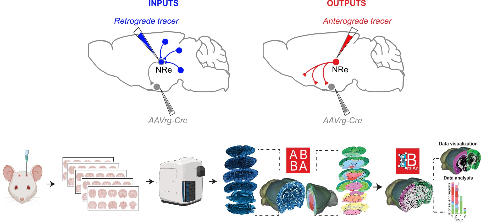 Intersectional viral strategy for NRe population specific input-output mapping