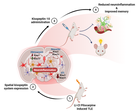Graphical abstract