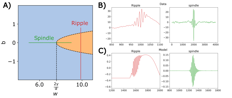 A three-panel scientific figure illustrating the modeling of neural oscillations. Panel A) A phase diagram or bifurcation plot with the horizontal axis labeled "w" and vertical axis labeled "b". A dashed parabolic curve opening to the right separates a blue background region from an orange interior region. The critical point on the x-axis is labeled with the fraction "2 gamma over alpha". A green horizontal line labeled "Spindle" runs along b=0, crossing the critical point. A red vertical line labeled "Ripple" cuts through the orange region. Panel B) A section labeled "Data" containing two time-series plots. The left plot (red) is labeled "Ripple" and shows a noisy empirical recording of a sharp-wave ripple event. The right plot (green) is labeled "spindle" and shows a classic waxing-and-waning oscillatory pattern of a sleep spindle. Panel C) A section labeled "Model" containing two plots that simulate the data in Panel B. The left plot (red) shows a clean, simulated ripple waveform. The right plot (green) shows a clean, simulated spindle waveform. Both model plots closely reproduce the shape and envelope of the empirical data shown above them.