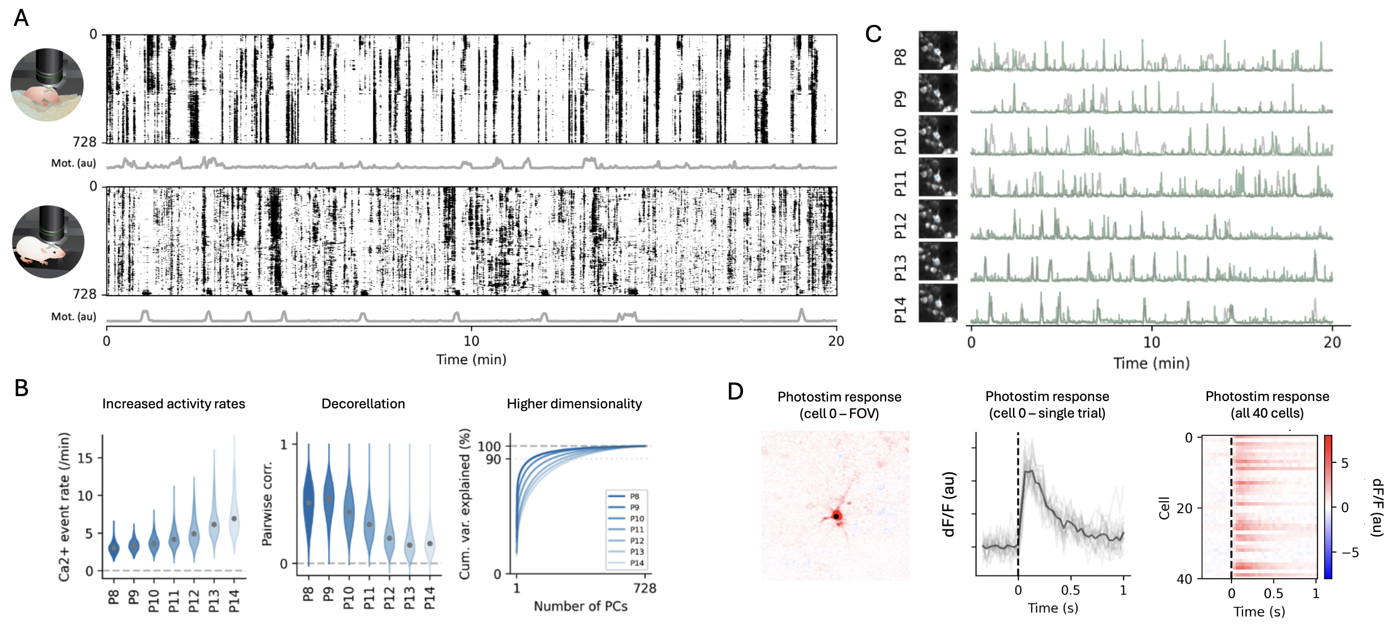 Section A: top neonatal mouse under a microscope, to the right neural activity of those neurons, below an older mouse under a microscope and to the right again the activity of neurons at that age. B: Graphs showing increased activity rates, decorrelation and increase in dimensionality. C Image of one cell across days and how its activity relates to spontaneous behaviour. D: Image of photostimulated cell, its responses on individual trials and trial-averaged responses for all stimulated cells.