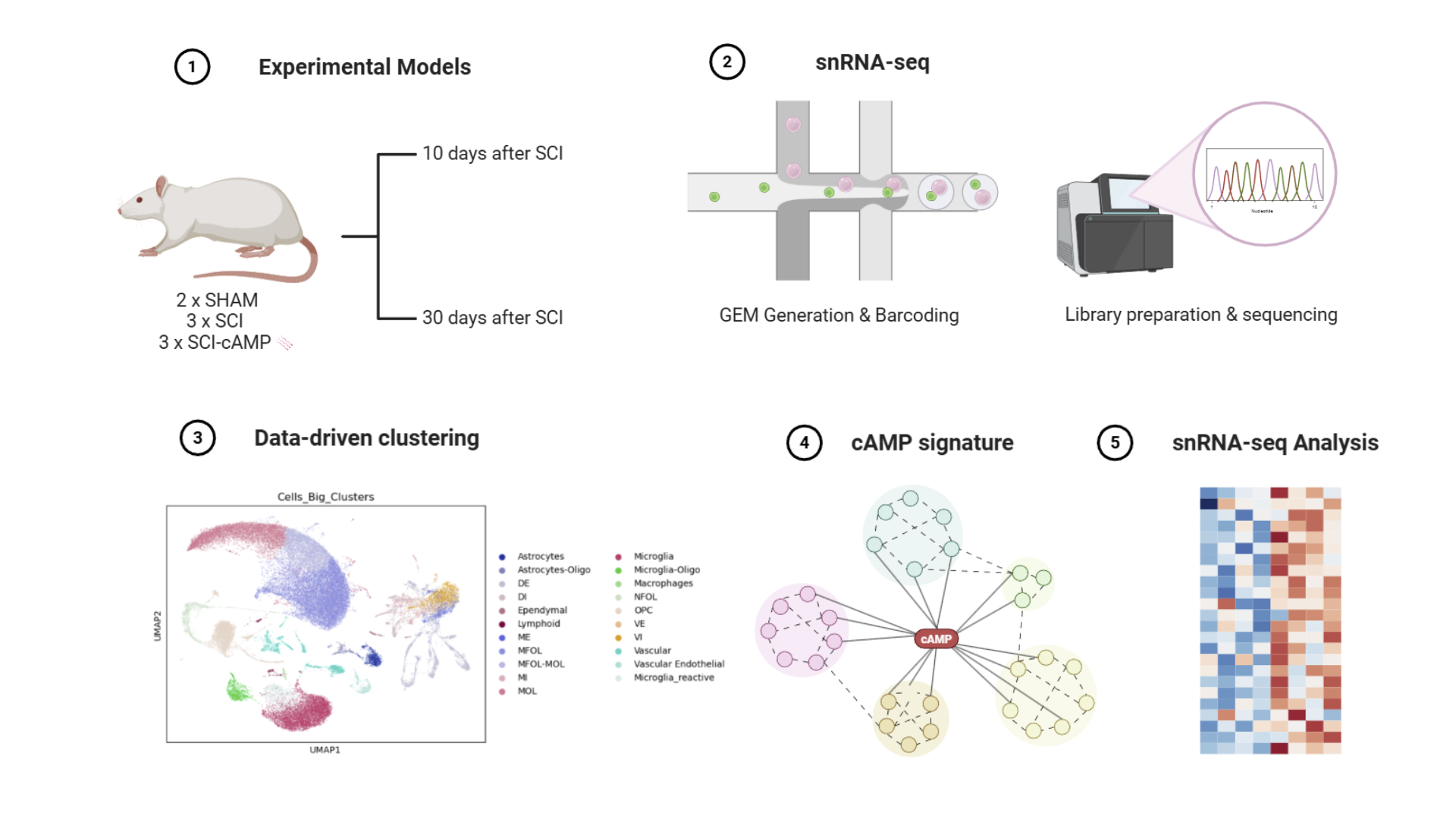 Figure 1. Graphical abstract of the experimental pipeline. (1) In vivo experimental models. Sham animals received a laminectomy at T8, SCI animals underwent a double dorsal hemisection, and cAMP model animals were optogenetically stimulated for 10 or 30 days after the same lesion. (2) snRNA-seq technique was performed on spinal cord tissue rostral to the lesion using the Chromium GEM-X Single Cell 3’ Reagent Kit. (3) Clustering of the cells was done using the Tabulae Paralytica atlases. Twenty-one clusters were defined for all cells present in the region, and level four clustering identified nineteen neuronal clusters. (4) cAMP signature was defined using the KEGG pathway database (5) snRNA-seq analysis was performed using the top genes (|log2FC|>20) that were up- or downregulated in each neuronal cluster, based on the predefined cAMP signature, across all experimental groups. Abbreviations: cAMP, Cyclic adenosine monophosphate; GEM, Gel Beads-in-emulsion; SCI, Spinal cord injury; snRNA-seq, single-nucleus ribonucleic acid sequencing.