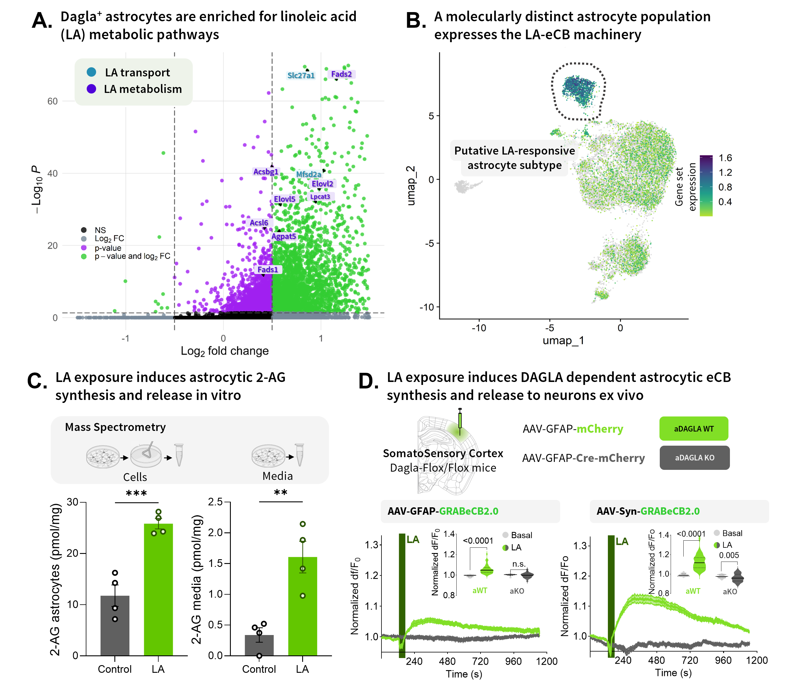 Figure 1. Linoleic Acid–Induced Astrocytic Endocannabinoid Release. A. Dagla+ astrocytes are enriched for linoleic acid (LA) metabolic pathways. B. A molecularly distinct astrocyte population expresses the LA/eCB machinery. C. LA exposure induces astrocytic 2-AG synthesis in vitro. D. LA exposure induces DAGLA dependent astrocytic eCB synthesis and release to neurons.