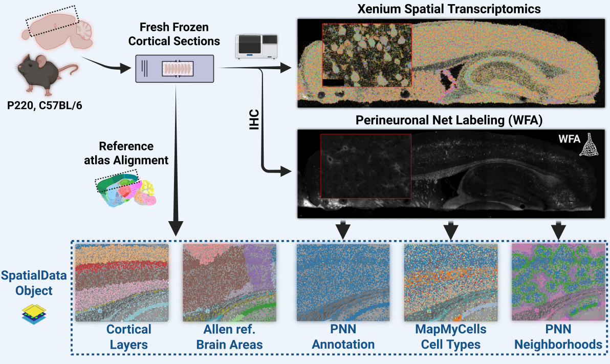 This is a graphical abstract which illustrates the experimental process, from saggital sections of P220 mice, to Xenium Transcriptomics and downstream PNN labeling, atlas registration cell typing and further analysis via a spatialdata object.
