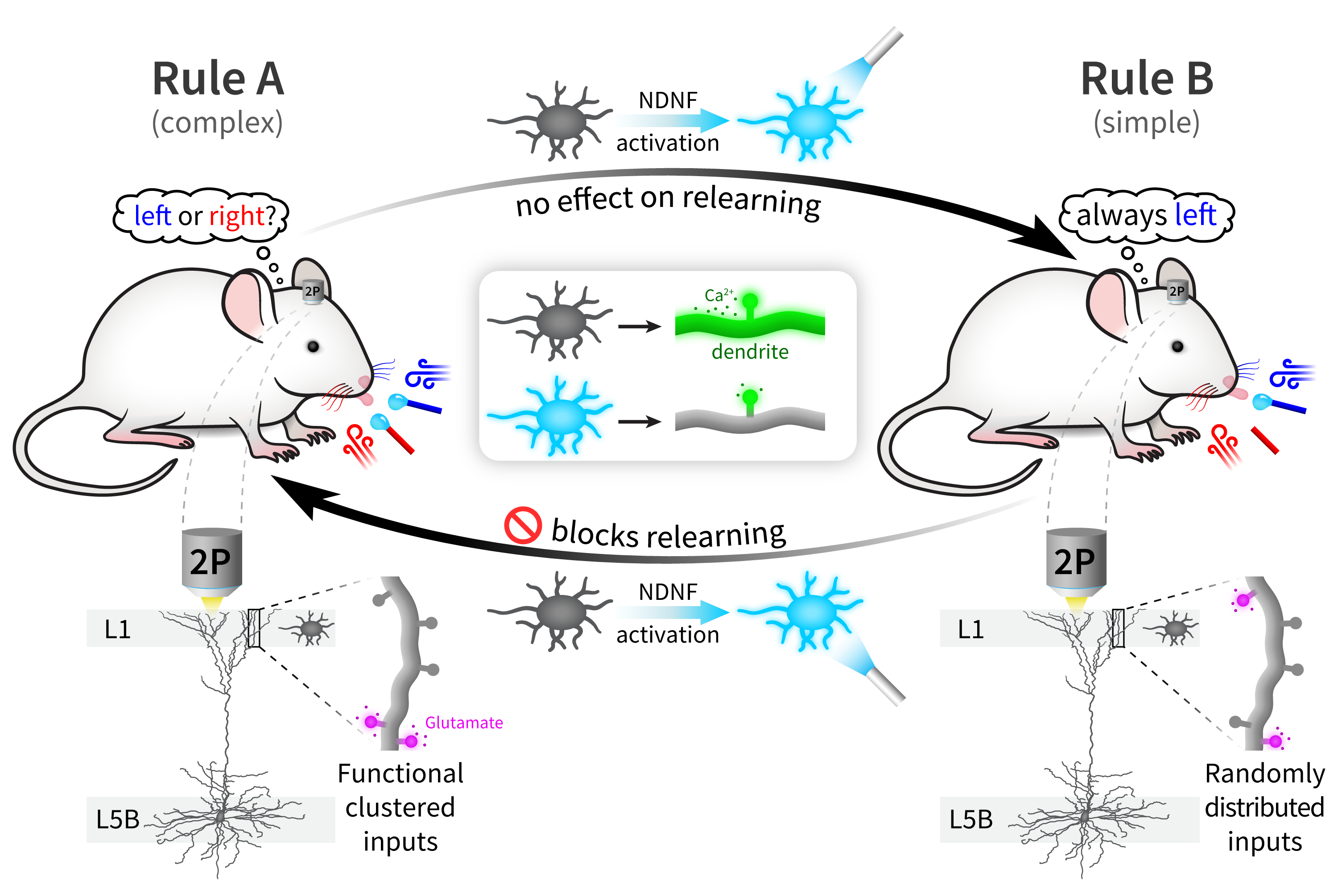 Graphical abstract of the project showing the interplay of NDNF interneurons and L5b dendrites during relearning
