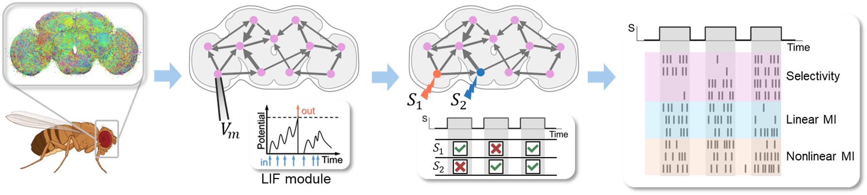 Illustration for analyzing whole-brain neural dynamics.