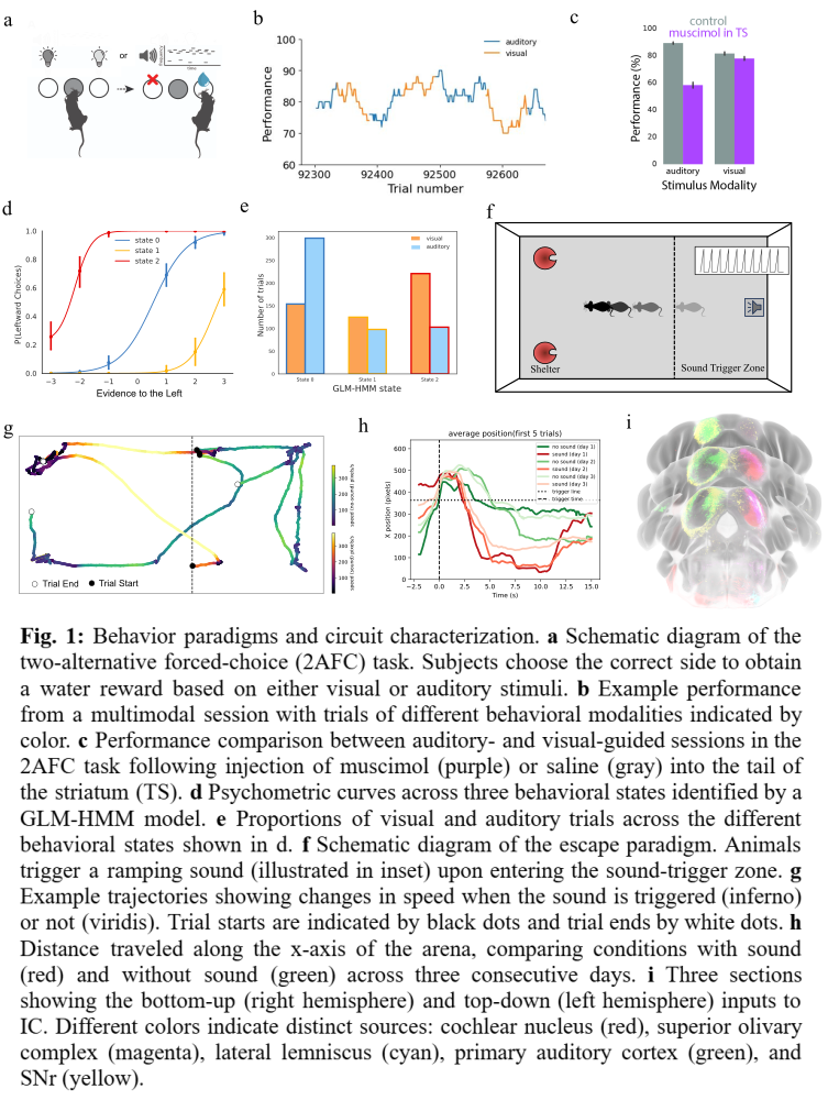Fig. 1: Behavior paradigms and circuit characterization. a Schematic diagram of the two-alternative forced-choice (2AFC) task. Subjects choose the correct side to obtain a water reward based on either visual or auditory stimuli. b Example performance from a multimodal session with trials of different behavioral modalities indicated by color. c Performance comparison between auditory- and visual-guided sessions in the 2AFC task following injection of muscimol (purple) or saline (gray) into the tail of the striatum (TS). d Psychometric curves across three behavioral states identified by a GLM-HMM model. e Proportions of visual and auditory trials across the different behavioral states shown in d. f Schematic diagram of the escape paradigm. Animals trigger a ramping sound (illustrated in inset) upon entering the sound-trigger zone. g Example trajectories showing changes in speed when the sound is triggered (inferno) or not (viridis). Trial starts are indicated by black dots and trial ends by white dots. h Distance traveled along the x-axis of the arena, comparing conditions with sound (red) and without sound (green) across three consecutive days. i Three sections showing the bottom-up (right hemisphere) and top-down (left hemisphere) inputs to IC. Different colors indicate distinct sources: cochlear nucleus (red), superior olivary complex (magenta), lateral lemniscus (cyan), primary auditory cortex (green), and SNr (yellow).