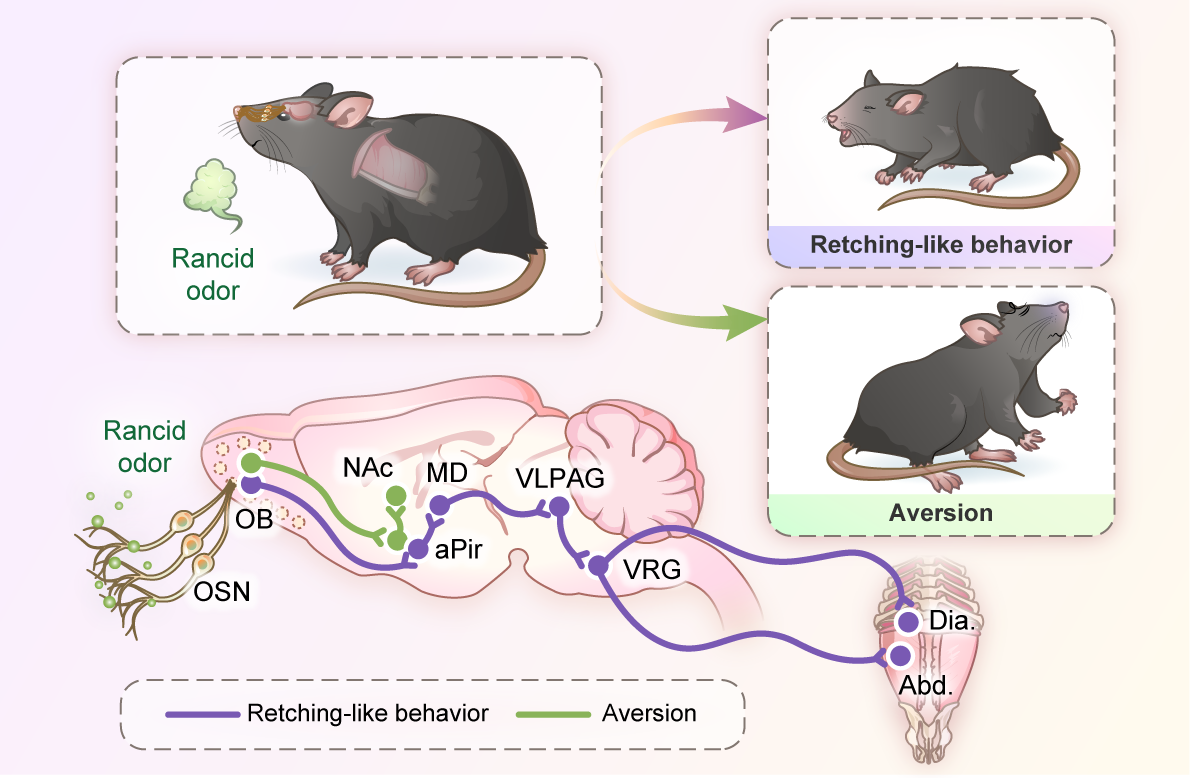Model of a nose-to-brain axis mediating 2MBA-triggered physiological retching and psychological aversion.