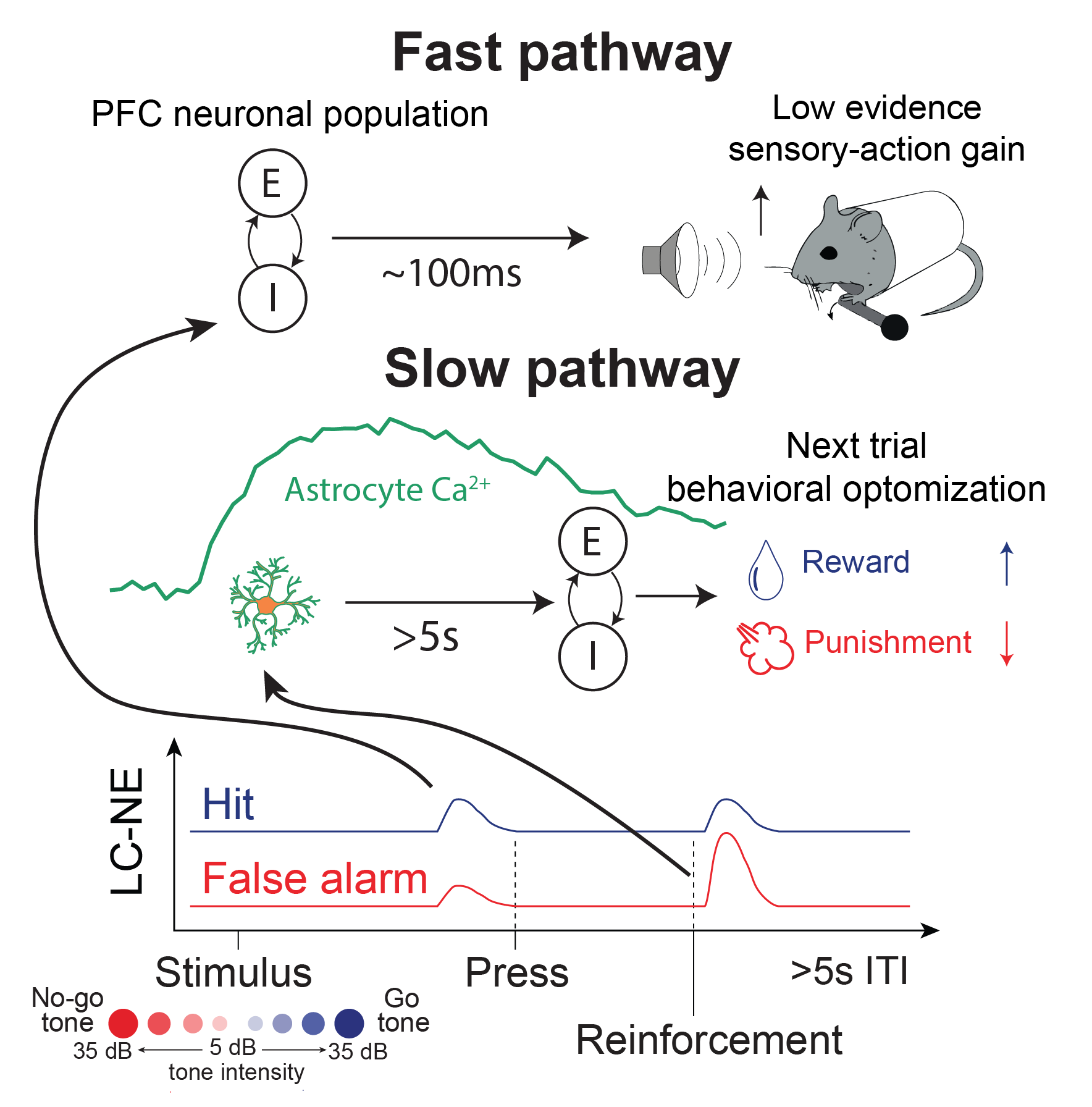 Schematic showing two pathways of LC-NE signaling in PFC during adaptive decision making. A fast pathway depicts pre-press LC-NE release acting directly on PFC neurons within ~100 ms during stimulus processing. A slow pathway depicts post-reinforcement LC-NE release engaging astrocytes, with astrocyte calcium signals persisting for several seconds and influencing neuronal activity and behavior on the next trial. The timeline at the bottom illustrates the timing of stimulus, press, reinforcement, and inter-trial interval, with distinct LC-NE responses for hit and false-alarm trials.larm trials.
