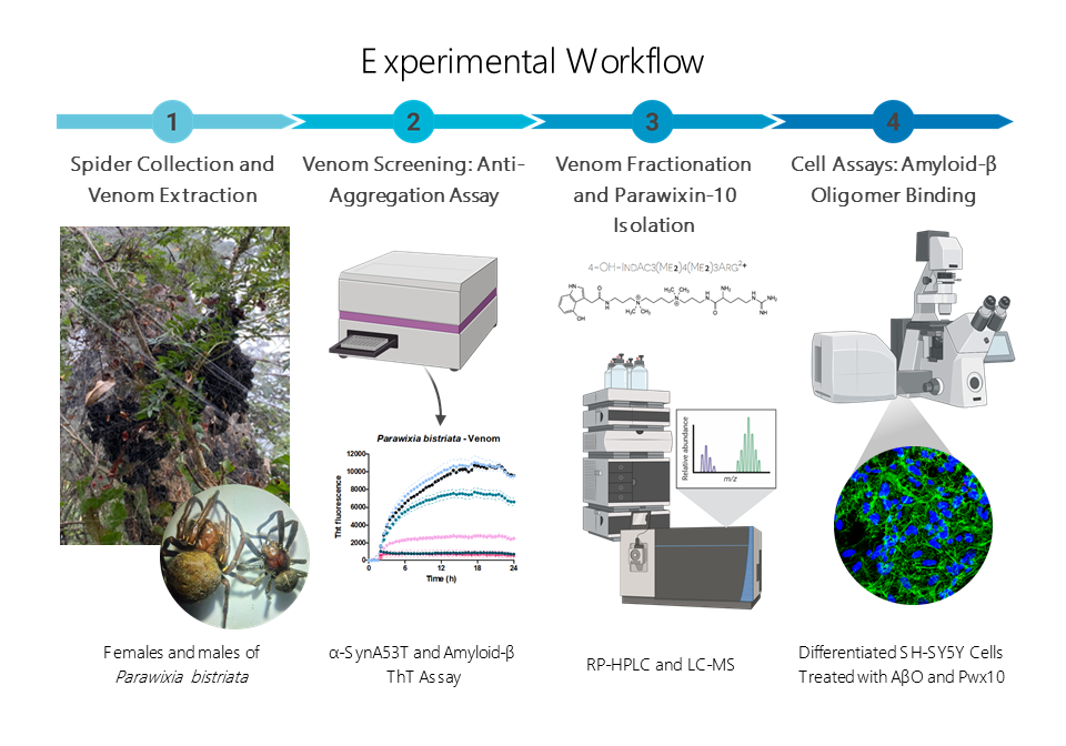 Schematic illustration of the experimental workflow used in this study. Step 1 shows the collection of male and female Parawixia bistriata spiders and the extraction of venom from their venom glands. Step 2 depicts the screening of crude venom using in vitro anti-aggregation assays, with aggregation kinetics of α-synuclein A53T and amyloid-β monitored by thioflavin T fluorescence. Step 3 illustrates venom fractionation by reverse-phase high-performance liquid chromatography, followed by molecular characterization using liquid chromatography–mass spectrometry, leading to the isolation of Parawixin-10. Step 4 shows cell-based assays in which differentiated human SH-SY5Y neuroblastoma cells are treated with amyloid-β oligomers and Parawixin-10, and amyloid-β oligomer binding to neuronal-like cells is analyzed by fluorescence microscopy.