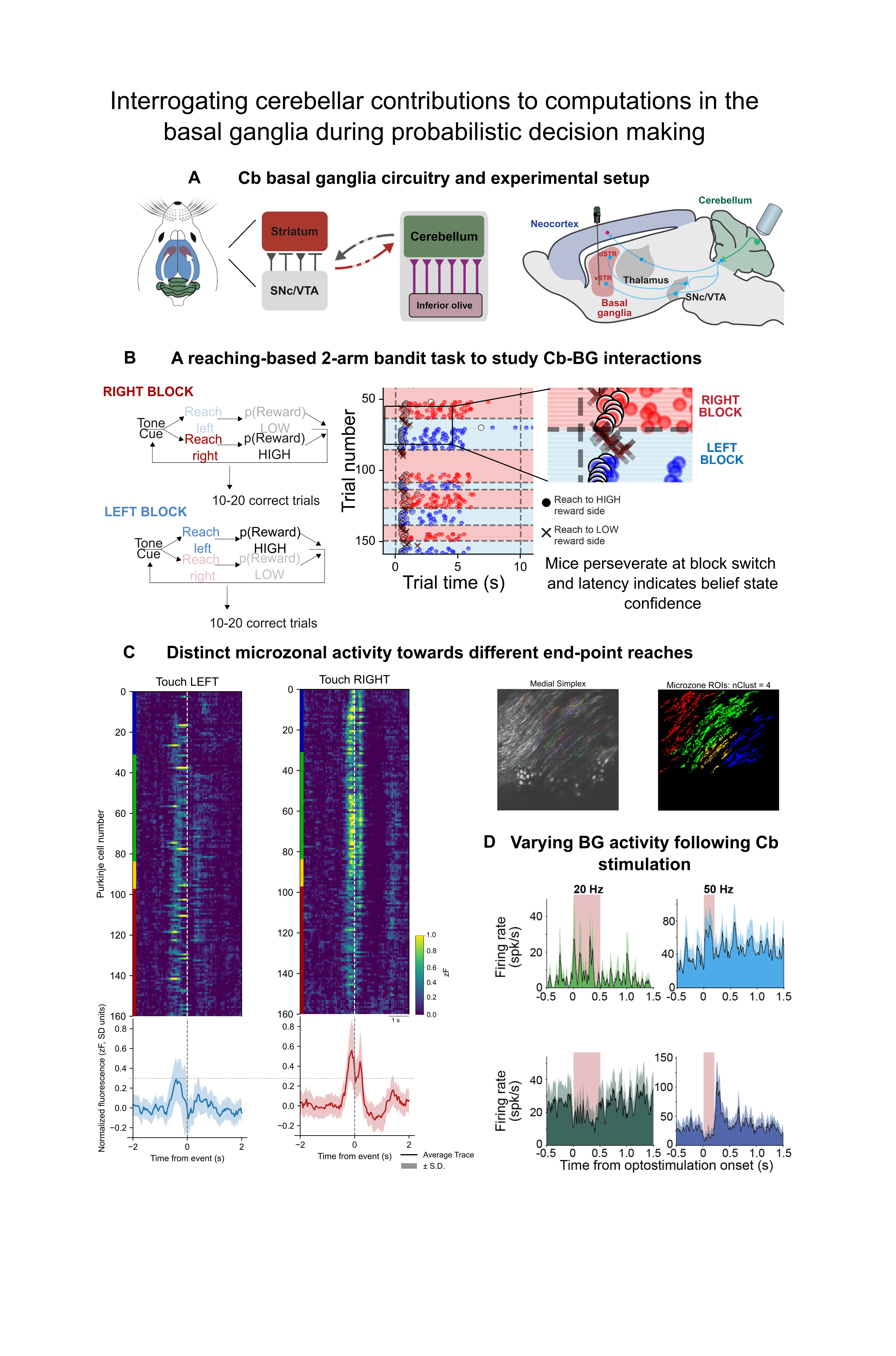 Figure abstract titled “Interrogating cerebellar contributions to computations in the basal ganglia during probabilistic decision making.” Panel A shows a schematic of cerebellar–basal ganglia circuitry and the experimental setup, including the locations of two-photon imaging in the cerebellum and simultaneous Neuropixels recordings in basal ganglia regions. Panel B illustrates a reaching-based two-armed bandit task, with task structure diagrams and example behavioral data showing trial timing, reach choices, reward probabilities, and perseveration across block switches. Panel C presents heatmaps of averaged calcium fluorescence from cerebellar lobule simplex Purkinje cell dendrites aligned to touch onset for left and right reaches, along with example imaging fields of view and identified microzones. Panel D shows plots of basal ganglia neuronal firing rates following cerebellar optogenetic stimulation at different frequencies, highlighting both increased and suppressed activity.