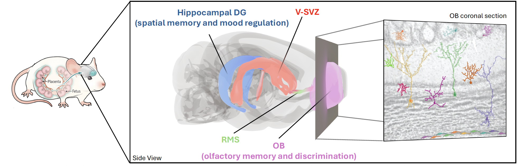 3D overview of the V-SVZ, Hippocampal DG, Rostral Migratory Stream (RMS) and Olfactory Bulb (OB).
