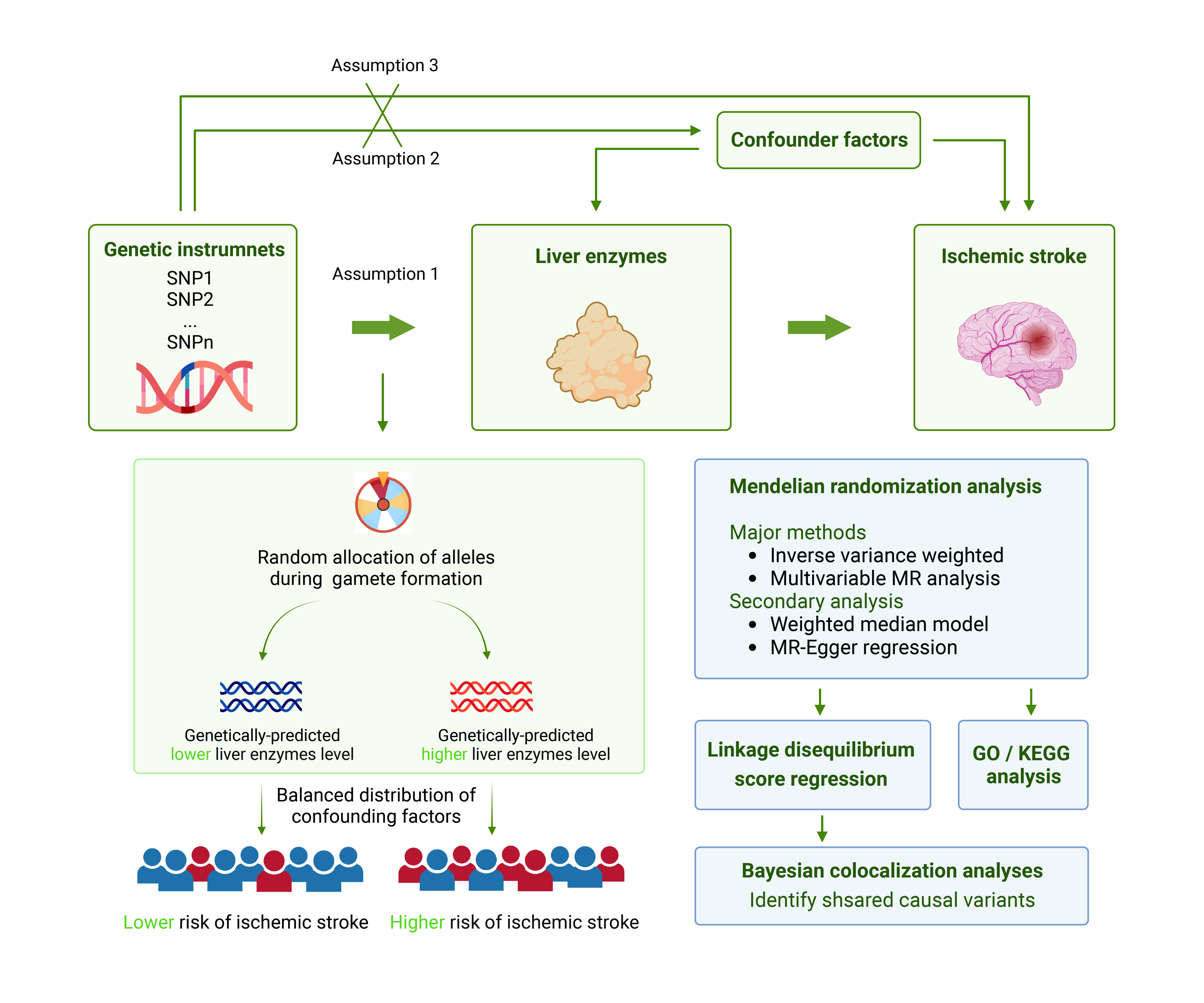 Framework of Mendelian Randomization Analysis for Investigating Liver Enzymes as a Risk Factor for Ischemic Stroke