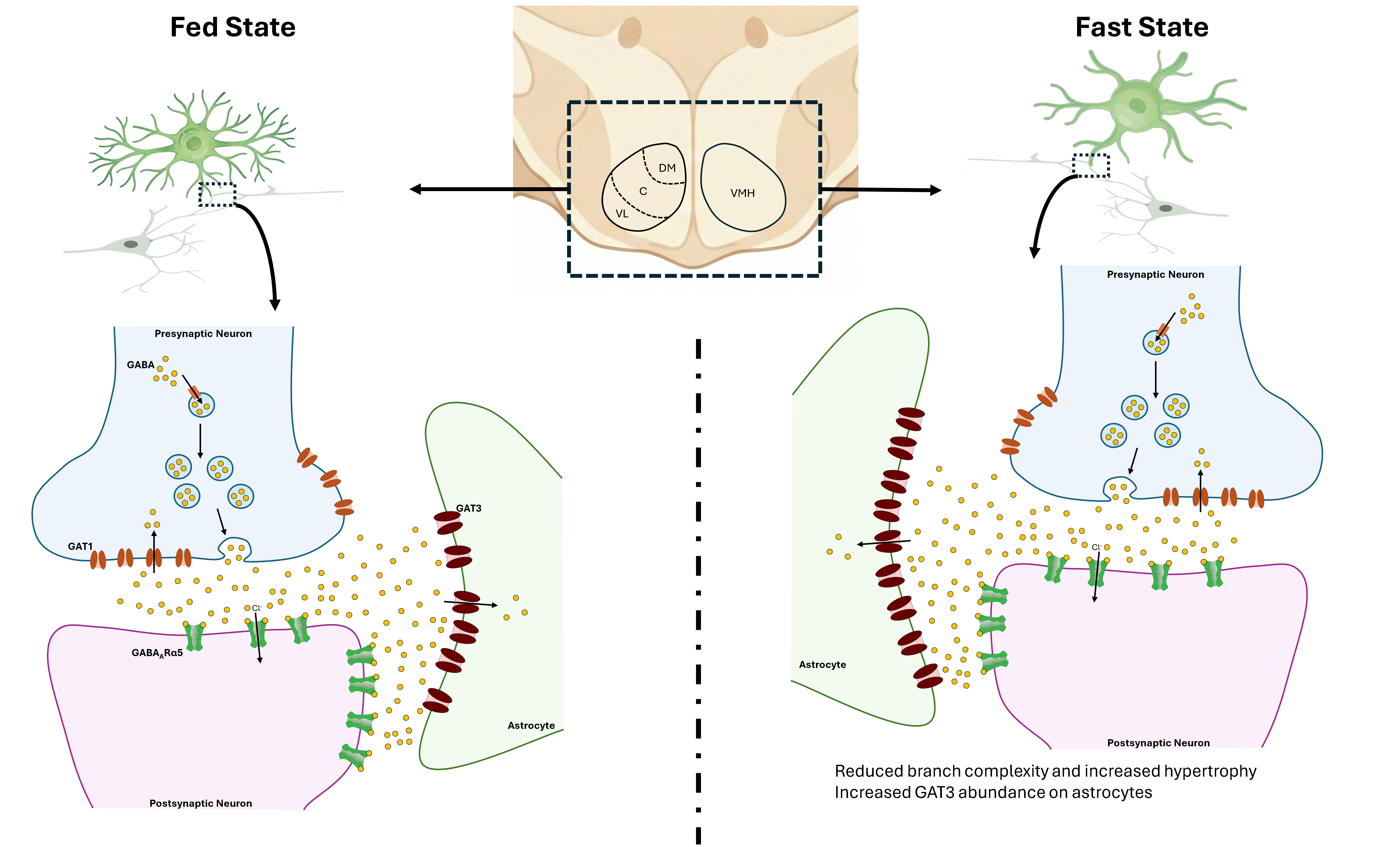 Schematic representation of astrocytic GAT3 and GABAARα5 signaling changes in the VMH during fasting.