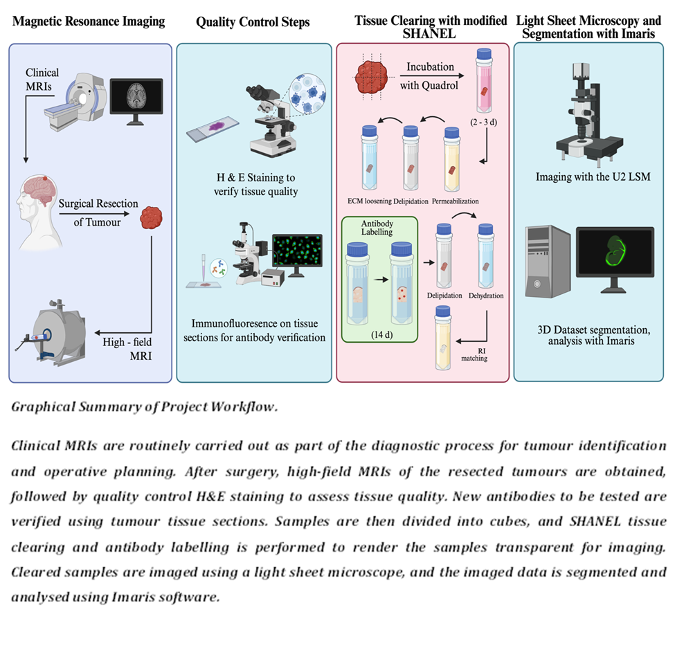 This is a graphical summary of the project workflow. Clinical MRIs are routinely carried out as part of the diagnostic process for tumour identification and operative planning. After surgery, high-field MRIs of the resected tumours are obtained, followed by quality control H&E staining to assess tissue quality. New antibodies to be tested are verified using tumour tissues. Samples are then divided into cubes, and SHANEL tissue clearing and antibody labelling is performed to render the samples transparent for imaging. Cleared samples are imaged using a light sheet microscope, and the imaged data is segmented and analysed using Imaris software. 