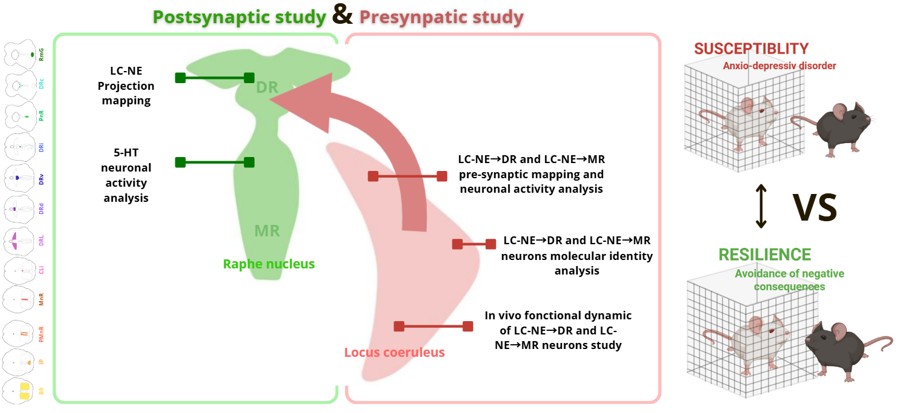 This image is a graphical abstract illustrating the description of the project written in the abstract. On the left side of the image, we added a scheme of the different subnucleuses of the Raphe nucleus. On the right side of the image, there is a schematic representation of the behavioral experiment we are using. It represents the susceptibility versus resilience behaviors. Susceptible mice will run away from the aggressic mouse, and the resilient one will go toward it. The center of the image describes the connections between Raphe Nucleus and Locus Coeruleus and the different axes of of research we are leading in the project