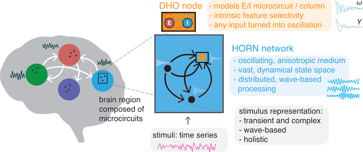 Harmonic Oscillator Recurrent Network (HORN) model as a recurrent network of coupled dampled harmonic oscillator (DHO) units with natural frequency $\omega$ and a damping factor $\gamma$, each representing the aggregate activity of a population of recurrently coupled excitatory (E) and inhibitory (I) biological neurons, processing temporally organized stimuli using transient oscillatory dynamics.