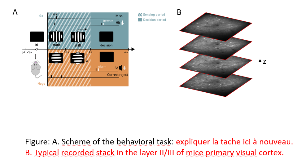 A. Scheme of the behavioral task. In blue a go trial and in an orange a no-go trial. B. Four layers of recorded neurons in V1 layer 2-3