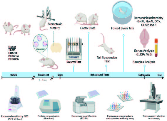 The study of exosomes and their contents provides essential information about the molecular mechanisms underlying depressive disorders.