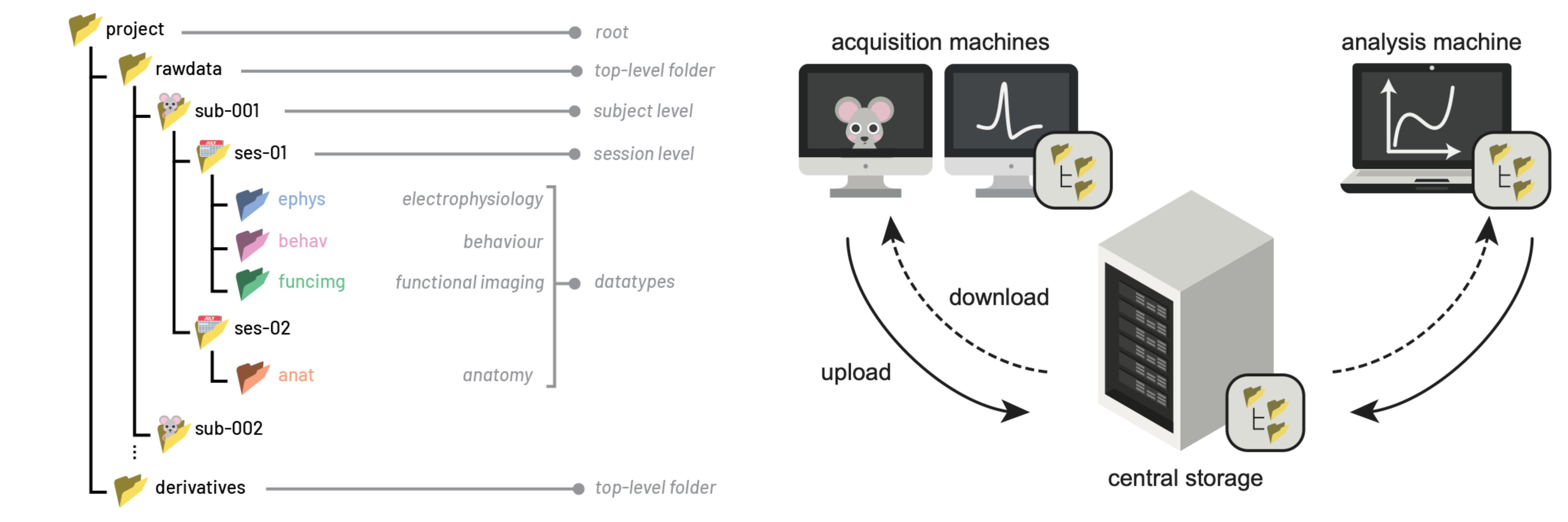 Diagram illustrating the NeuroBlueprint data organization and transfer workflow using datashuttle. On the left, a BIDS-like project folder structure shows rawdata organized by subject and session, with datatype folders for electrophysiology, behavior, functional imaging, and anatomy, and a separate derivatives folder for processed data. On the right, acquisition machines upload data via datashuttle to central storage, which is then downloaded to an analysis machine for processing. Arrows indicate bidirectional data flow between acquisition systems, central storage, and analysis environments, highlighting standardized and reproducible data management in the Neuroinformatics Unit.
