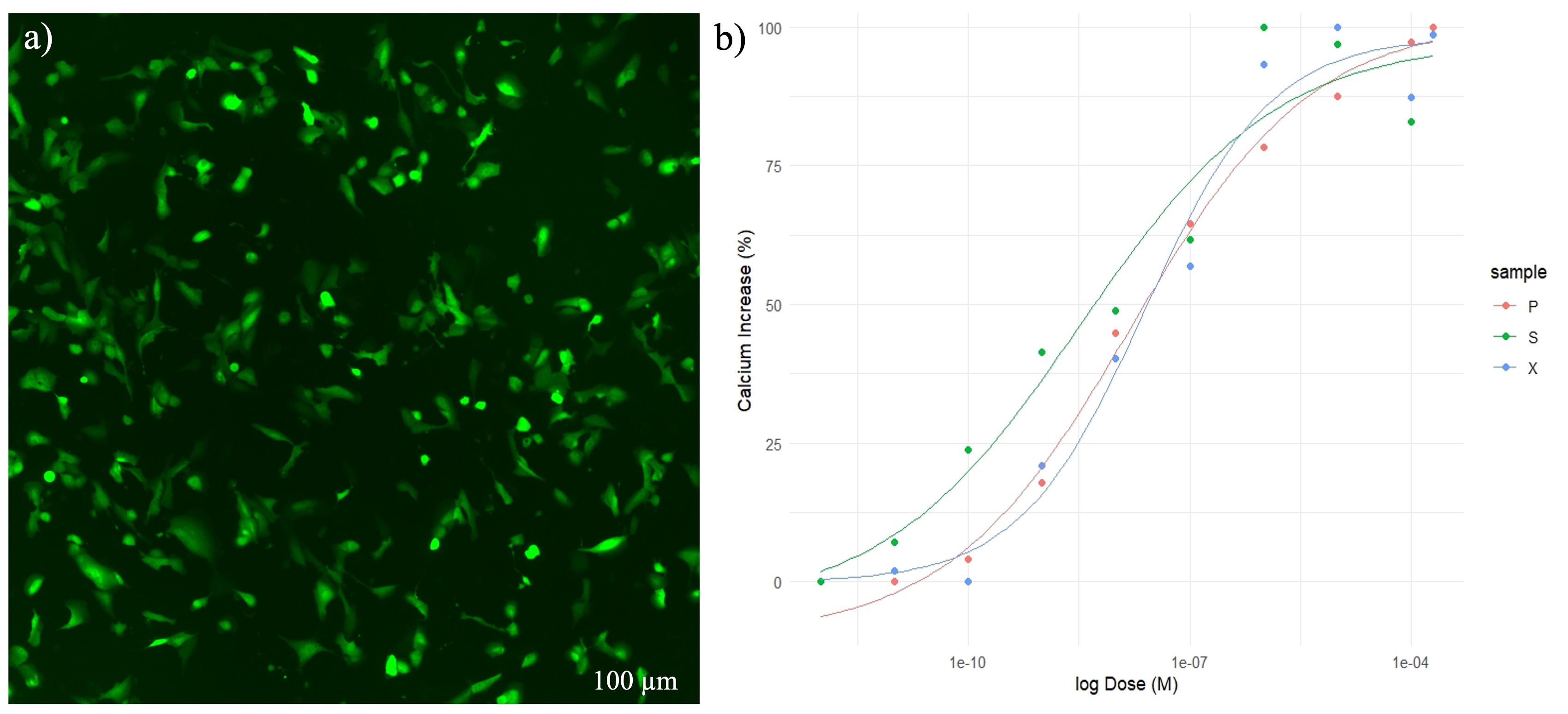 Figure 1. Representation of Lipofected HitSeeker 5-HT₂A Cells and Dose-Response Curve. a) Cells transfected with jGCaMP8, exhibiting clear fluorescence indicative of successful expression and readiness for functional imaging. b) The plot shows the normalized calcium response (% increase in ΔF/F₀) as a function of the logarithm of molar concentration (log Dose M). Each point represents the mean response from replicate measurements, and the curves represent nonlinear regression fits. Serotonin exhibited the highest potency, as indicated by its left-shifted curve, while compound X1 showed the lowest efficacy, with a reduced maximal response.