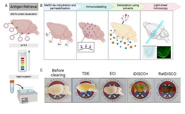 Schematic of the RatDISCO tissue processing steps (A & B). Images of rat brain hemispheres before clearing and optically cleared using TDE, Eci (paired), iDISCO+ and RatDISCO (paired) (C). 