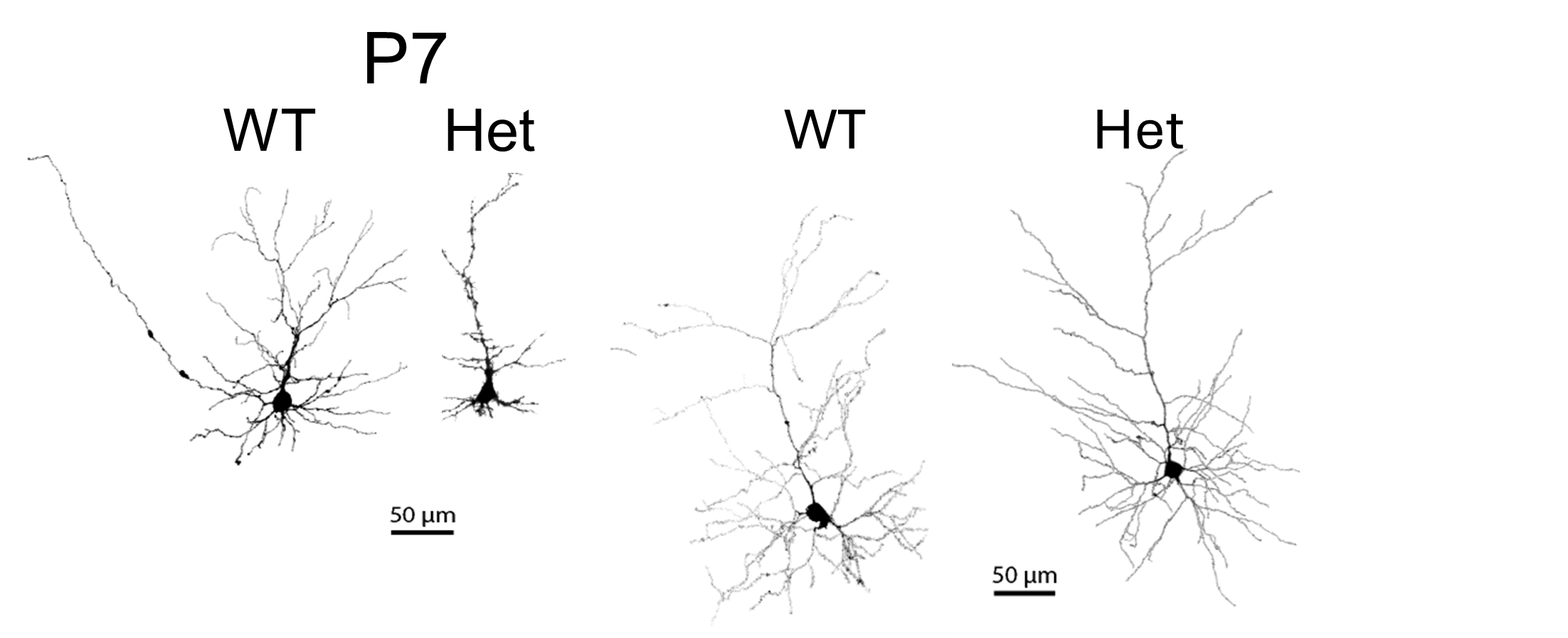 Morphological reconstructions of Layer 2/3 pyramidal neurons in 16p11.2+/- mice 