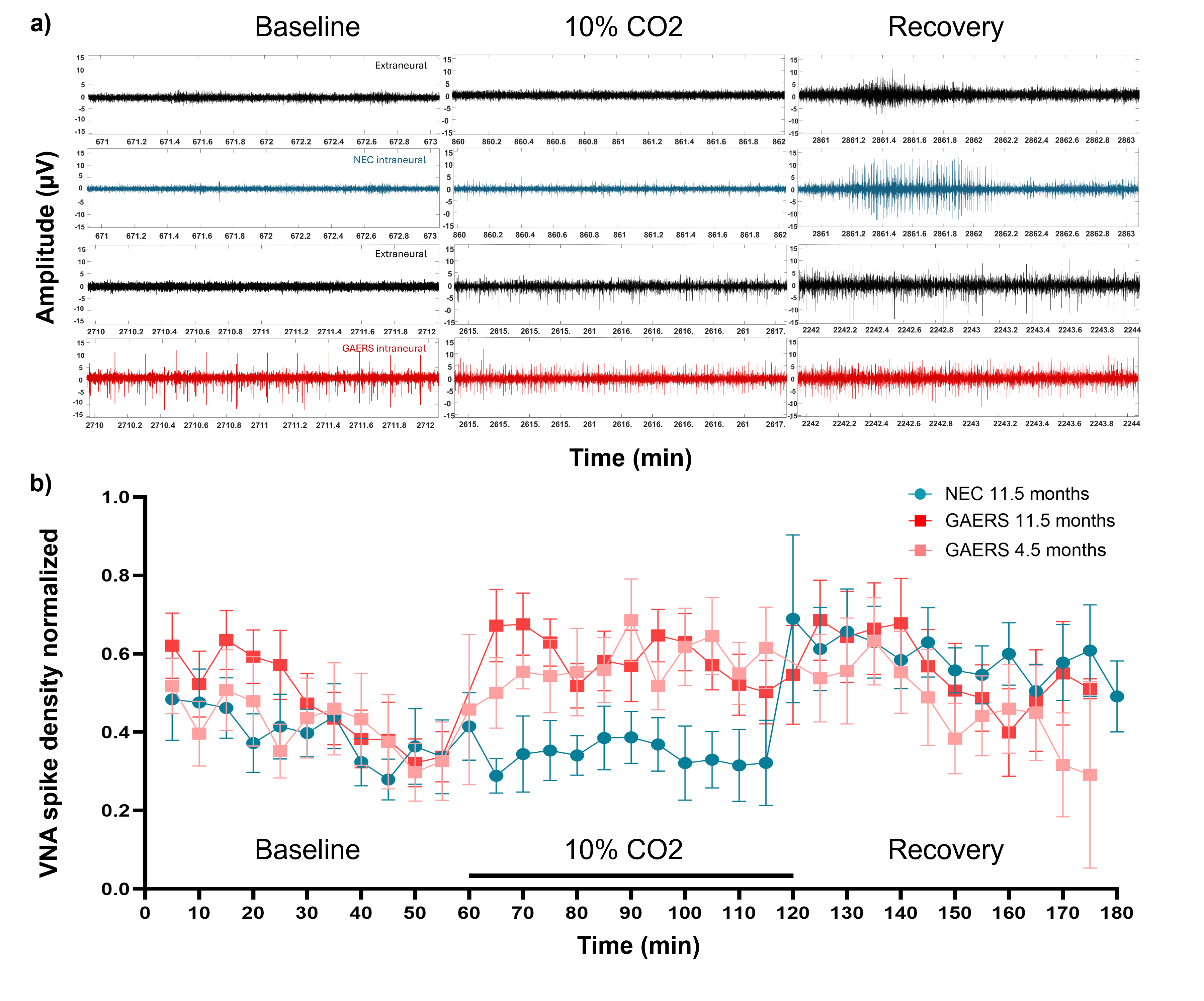 Figure 1. Hypercapnia-Induced Changes in cVNA Over Time. a) Typical recording of cervical Vagal Nerve Activity (cVNA) during baseline, hypercapnia, and recovery in a NEC control rat and an 11.5-month-old GAERS. Black traces are the control extraneural recordings, and colored traces are the intraneural VNA recordings for both animals, NEC in blue and GAERS in red. Signals' visuals have been band-pass filtered to 500–5000 Hz, and all extracts have been selected from calm, steady rats to ensure comparability. b) cVNA dynamics during hypercapnia. Normalized VNA spike density is shown for GAERS rats at 4.5 months (N=7; light red squares), GAERS rats at 11.5 months (N=7; dark red squares), and NEC rats at 11.5 months (N=9; blue circles) across baseline (0–60 min), hypercapnia (65–120 min), and recovery (125–180 min). Each symbol represents the group mean normalized VNA spike density in 5-minute bins; error bars indicate ± SEM.