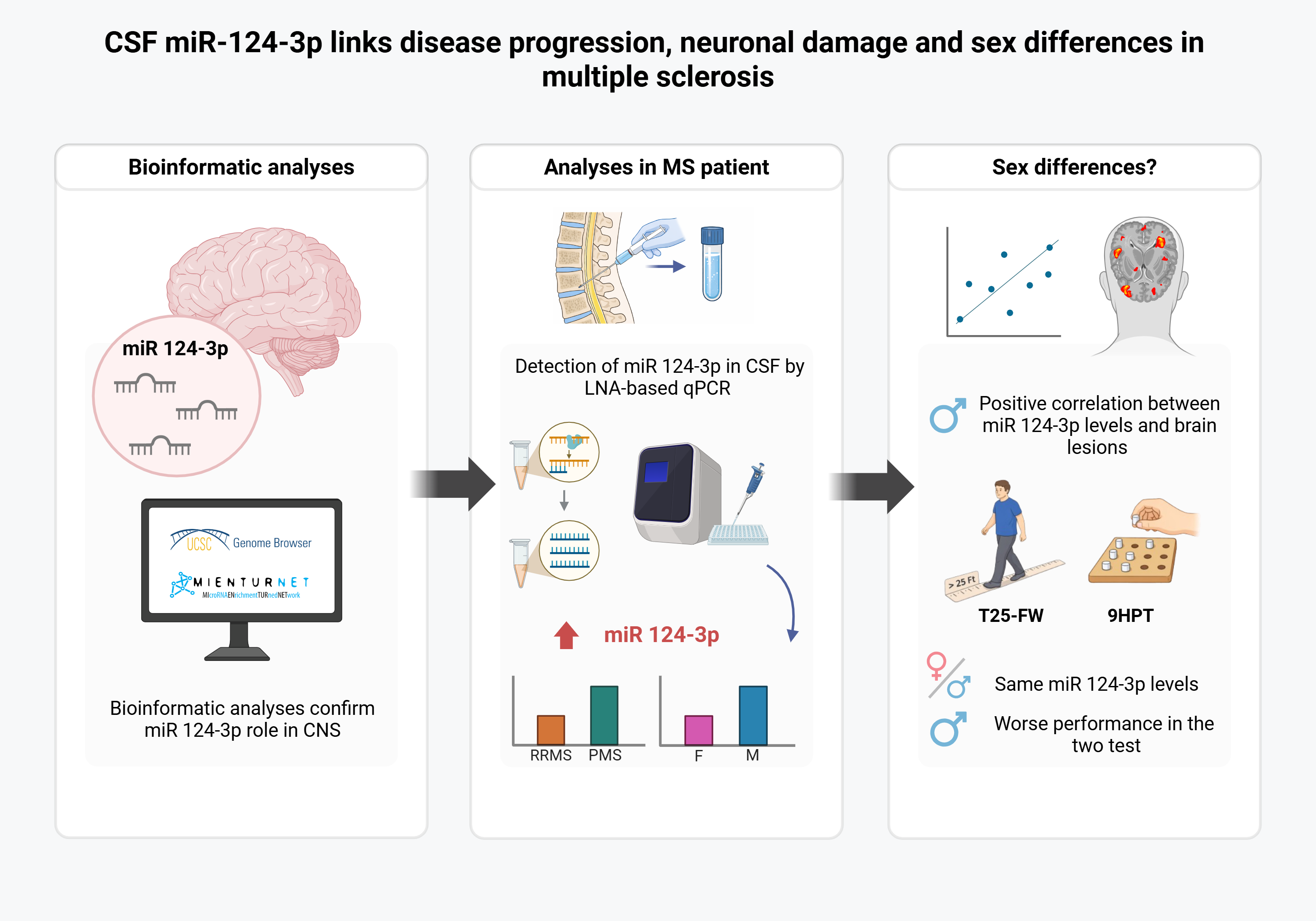 The image summarizes the experimental workflow used to investigate the role of miR-124-3p in the CNS of MS patients. Bioinformatic analyses identify miR-124-3p as a CNS-enriched miRNA. CSF miR-124-3p levels in MS patients are then quantified by LNA-based qPCR, revealing increased expression and differences across disease subtypes and sex. Consistently, miR-124-3p levels correlate with brain lesion burden and physical performance tests in males.