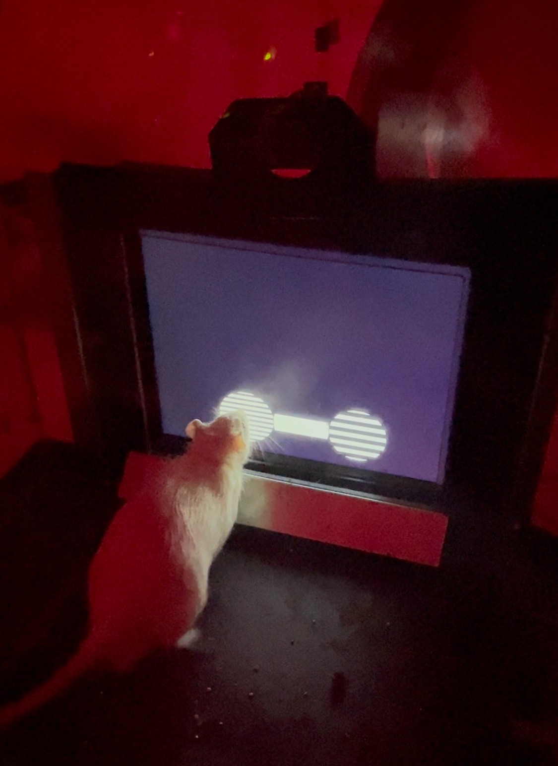 The image depicts a rat that is in the process of giving a response in the touchscreen task.