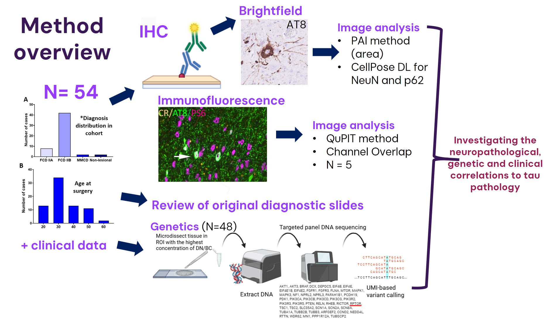 The image presents an overview of methods used for the project. The project investigated a surgical cohort of epilepsy patients with a diagnosis of Focal Cortical Dysplasia II (A or B) where the neuropathological, genetic and clinical correlations to tau pathology were investigated. The methods used were brightfield immunohistochemistry, multiplex immunofluorescence panels, targeted panel sequencing and analysis of clinical data. Computational methods for image analysis were developed with focus on tau pathology, neuronal morphology and type evaluation. 