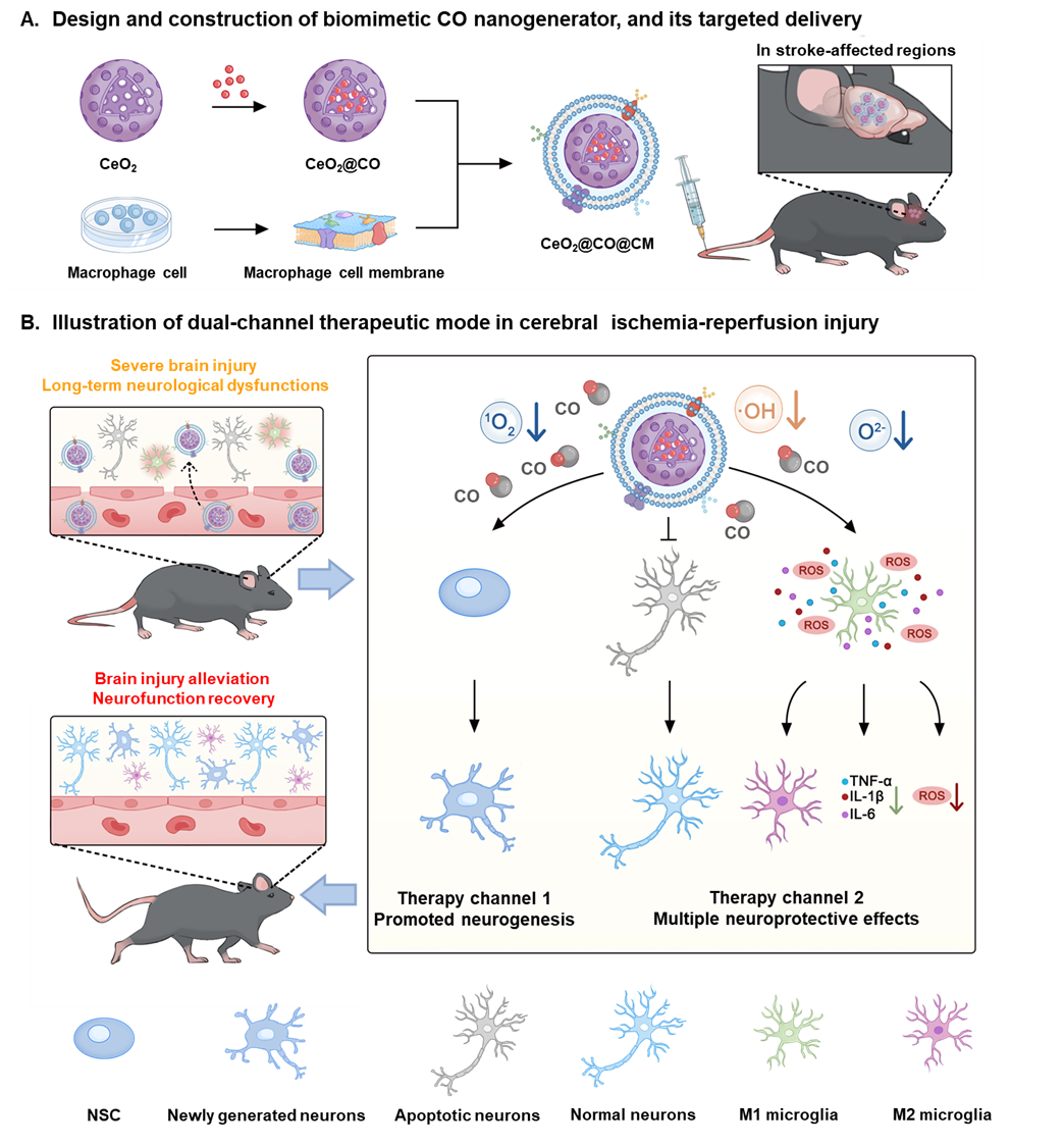 Schematic illustration of biomimetic CO nanogenerator for an innovative dual‐channel stroke therapy via integrating neuroprotection with enhanced endogenous neurogenesis.