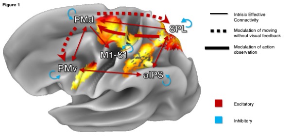 Lateral view of the left hemisphere showing effective connectivity between parieto-frontal regions: SPL, aIPS, M1-S1, PMd, and PMv. Excitatory connectivity flows from SPL to PMd and from PMd to M1-S1 across all conditions, with bidirectional connections between SPL-aIPS and aIPS-PMv, and self-inhibition in all regions. Observing hand movement produced excitatory modulation from SPL to PMd, while moving without visual feedback drove excitatory modulation from PMd to both SPL and PMv.