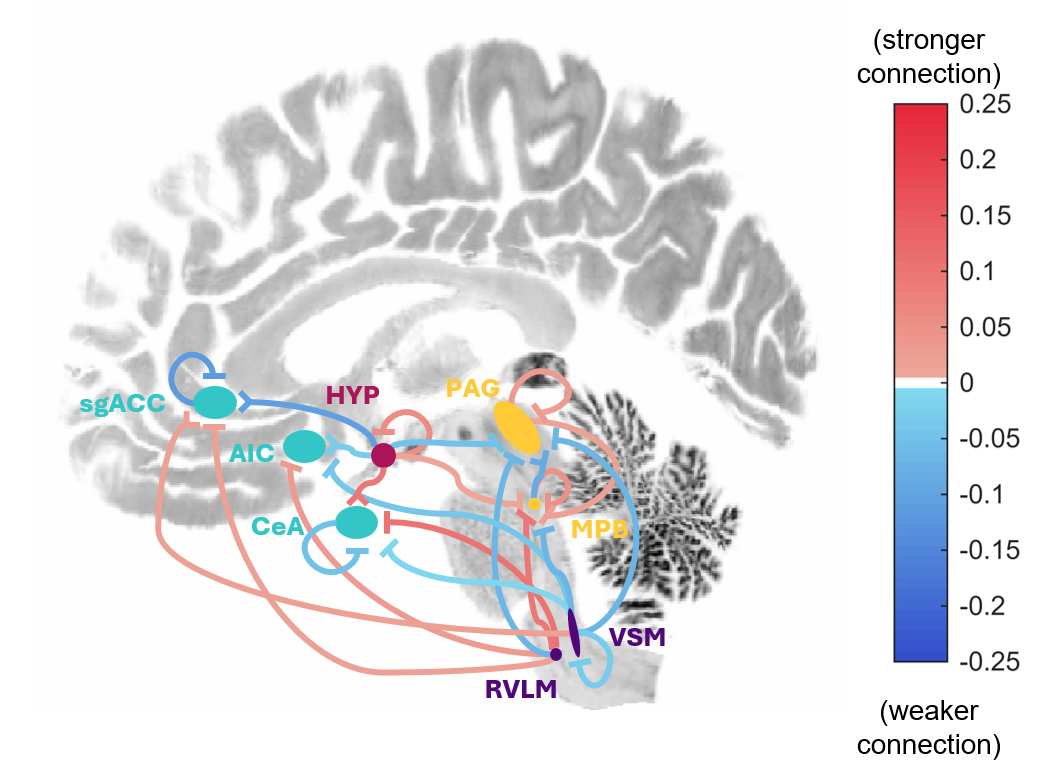 The image shows various connections between brainstem nuclei and cortical regions, related to drops in blood pressure during a standing task. Specifically, there is a confluency of bottom-up connection from the medulla to relay and cortical regions, as well as connections from the hypothalamus to relay and cortical regions.