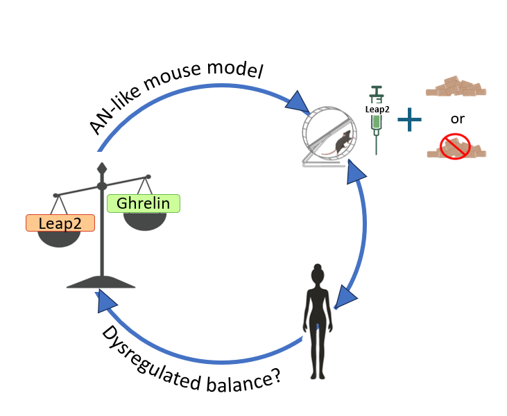 Graphical abstract: we aim to mimic in mice the dysregulated balance between Leap2 and ghrelin observed in anorexia nervosa patients