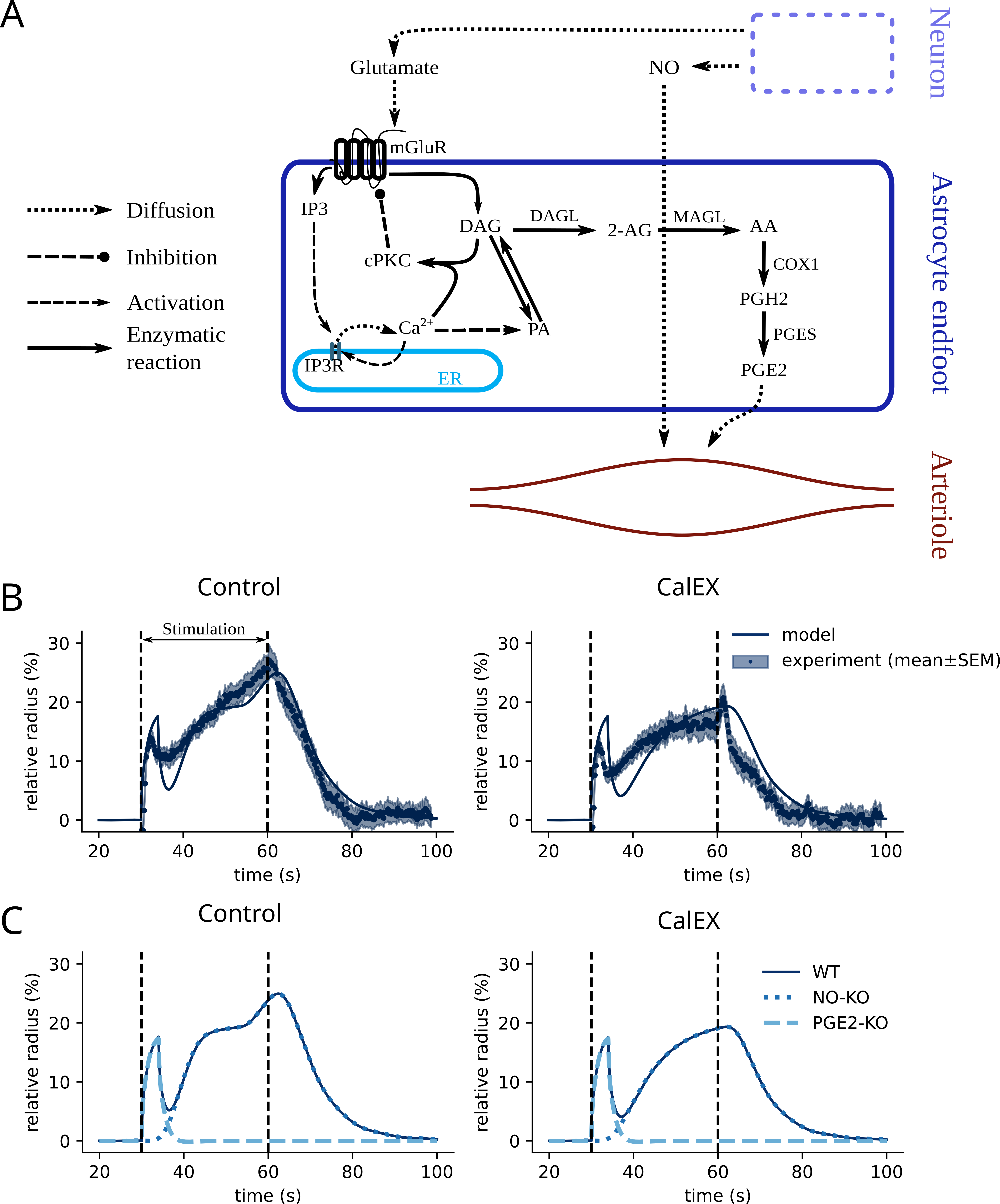 In A, the reaction network of the model is shown. Neuronal NO and glutamate are the system inputs. NO directly binds to the arteriole. Glutamate binds to astrocytic endfoot mGluR, producing IP3 and DAG. By binding to IP3R2, IP3 triggers calcium-induced calcium release. Calcium activates both cPKC (which inhibits mGluR signaling) and phosphatidic acid (PA) production. PA is converted into DAG and vice versa. DAG is transformed into 2-AG, then intro AA, PGH2, and finally PGE2, which binds to the arteriole. In B, arteriole diameter traces from in vivo experimental data (Institoris et al., 2023) and from the model are shown for 30-s stimulations. The left panel shows the control condition and the right panel the CalEX condition (see Institoris et al., 2023). Diameters are constant to 0 % dilation before stimulation, then rapidly increase by ~15% in both control and CalEX conditions, for both experimental and model data. Around 5 s after stimulation onset, the diameter decreases by ~5% in the experimental data and ~10% in the model. The experimental diameter then increases again, reaching ~25% dilation in control conditions and ~20% in CalEX conditions at 30 s of stimulation. Model diameters are close to these values, with a slight delay in the CalEX condition. At the end of stimulation, diameters decrease in both conditions, for both experimental and virtual data. Again, in the CalEX condition, the model shows a slight delay compared to the experimental data. In C, two graphs (left: control; right: CalEX) show only virtual arteriole diameters. Pathways were knocked out (KO): dotted lines represent NO KO, dashed represent PGE2 KO, and solid lines represent control conditions. In all graphs, black vertical dashed lines delimit the stimulation period (30–60 s).